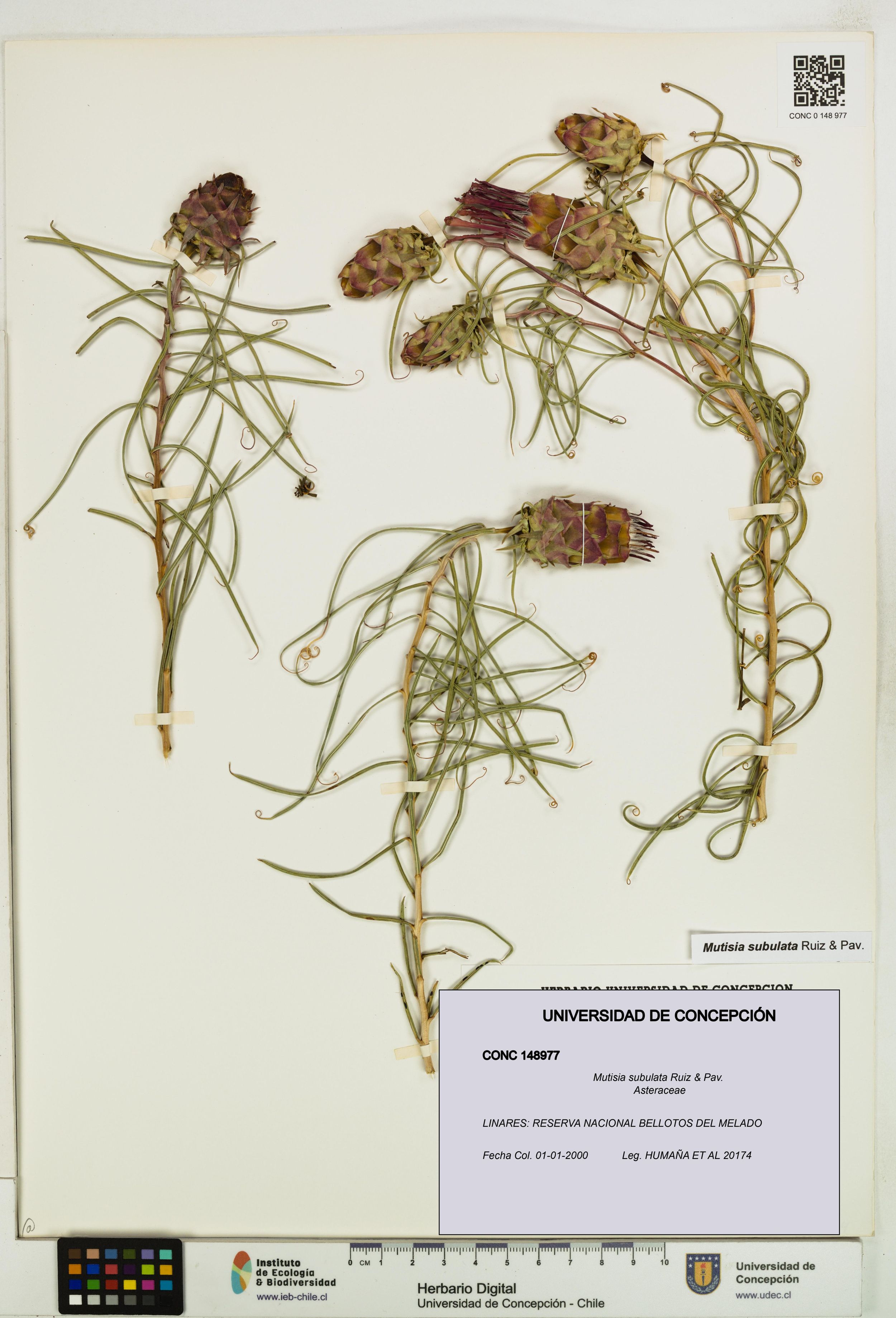 Mutisia subulata [Espécimen: ]