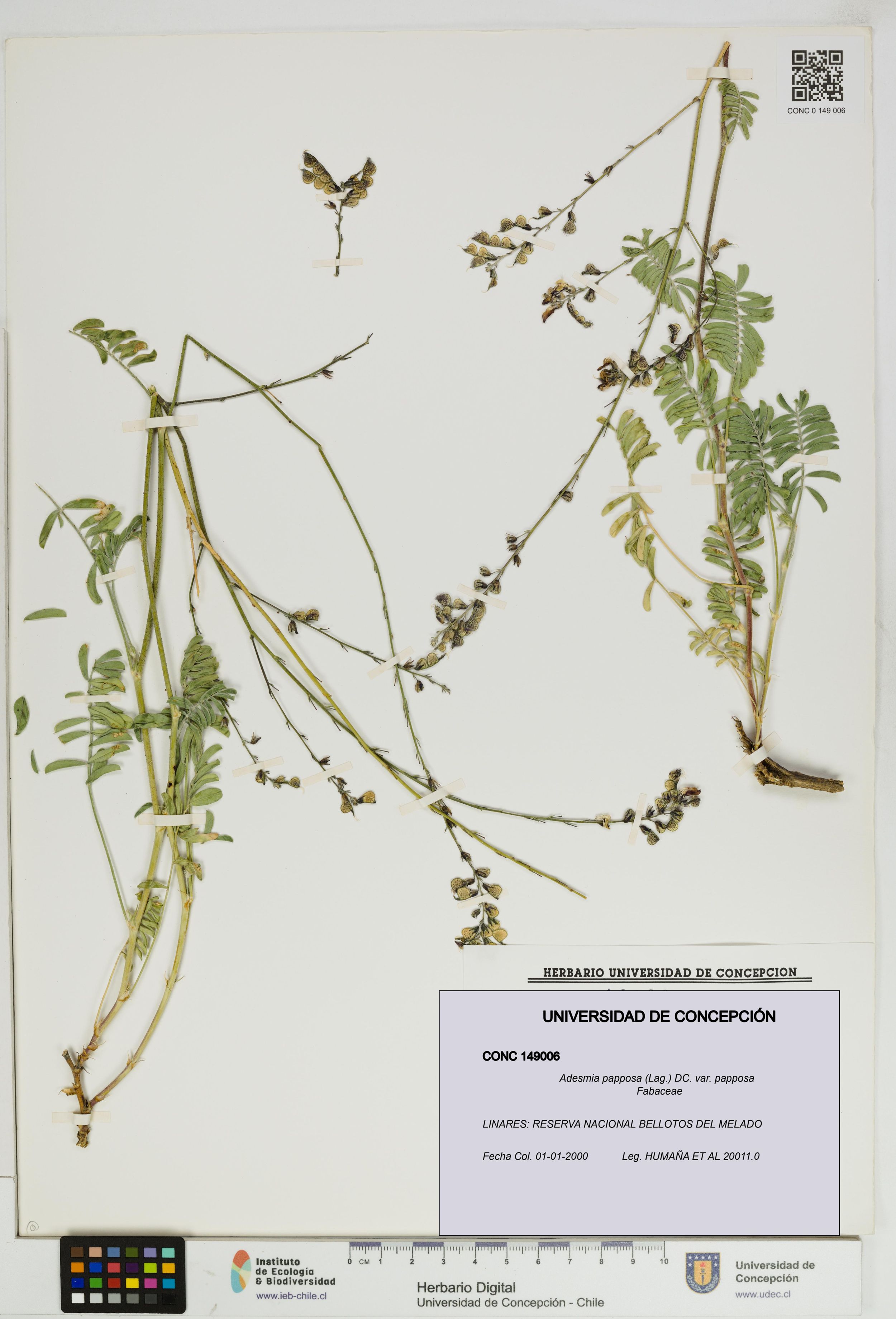 Adesmia papposa var. papposa [Espécimen: ]