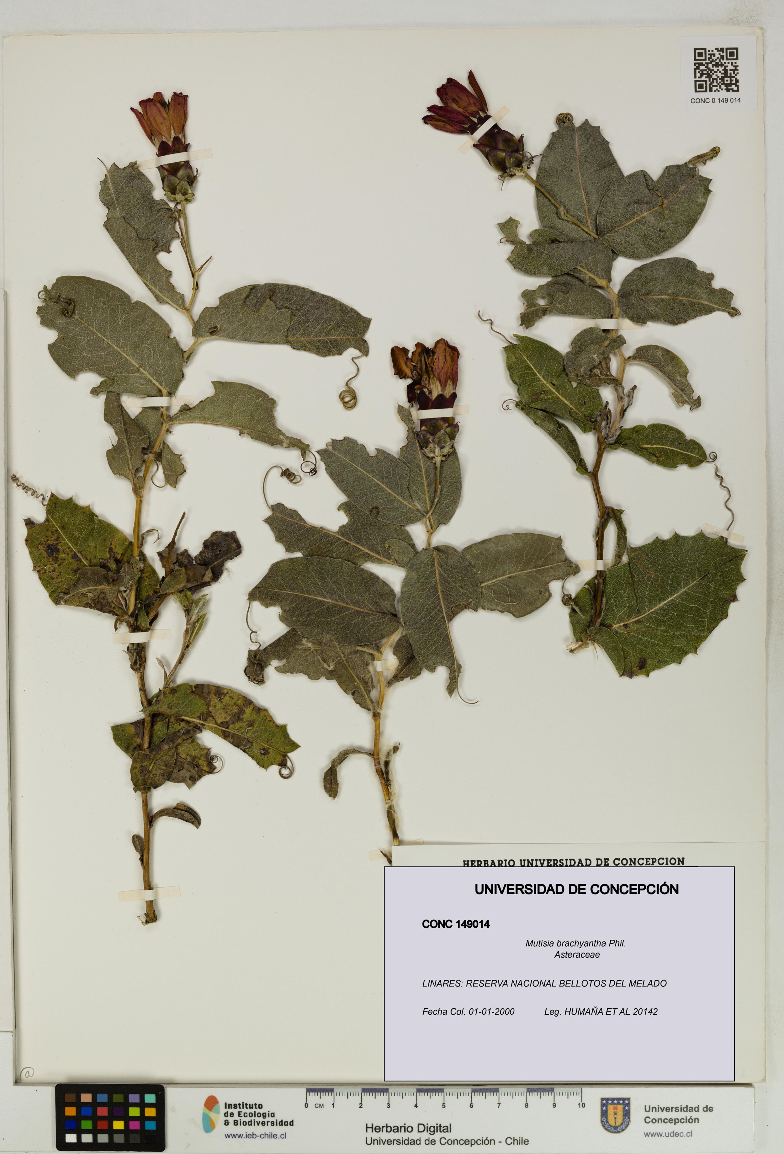 Mutisia brachyantha [Espécimen: ]