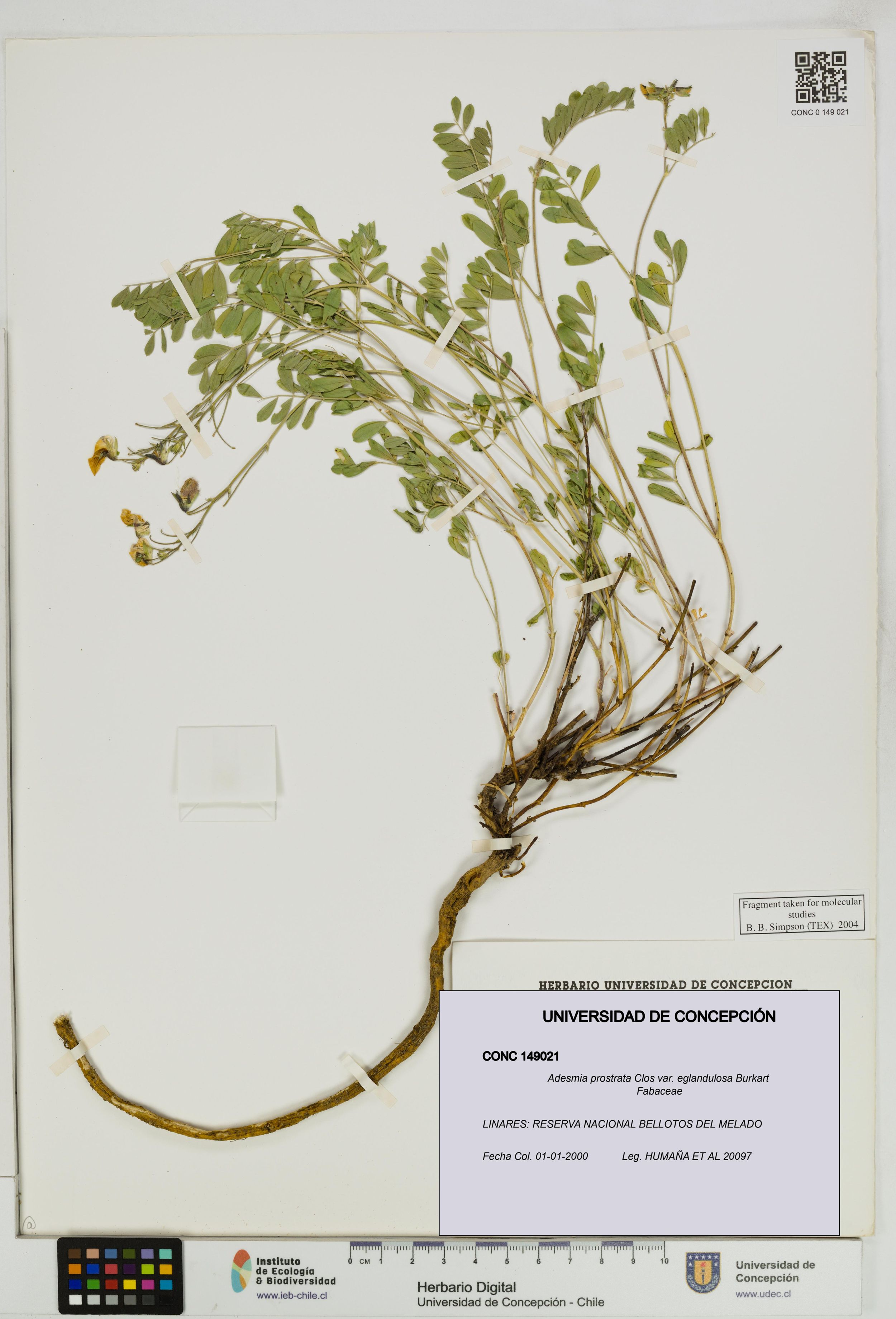 Adesmia prostrata var. eglandulosa [Espécimen: ]