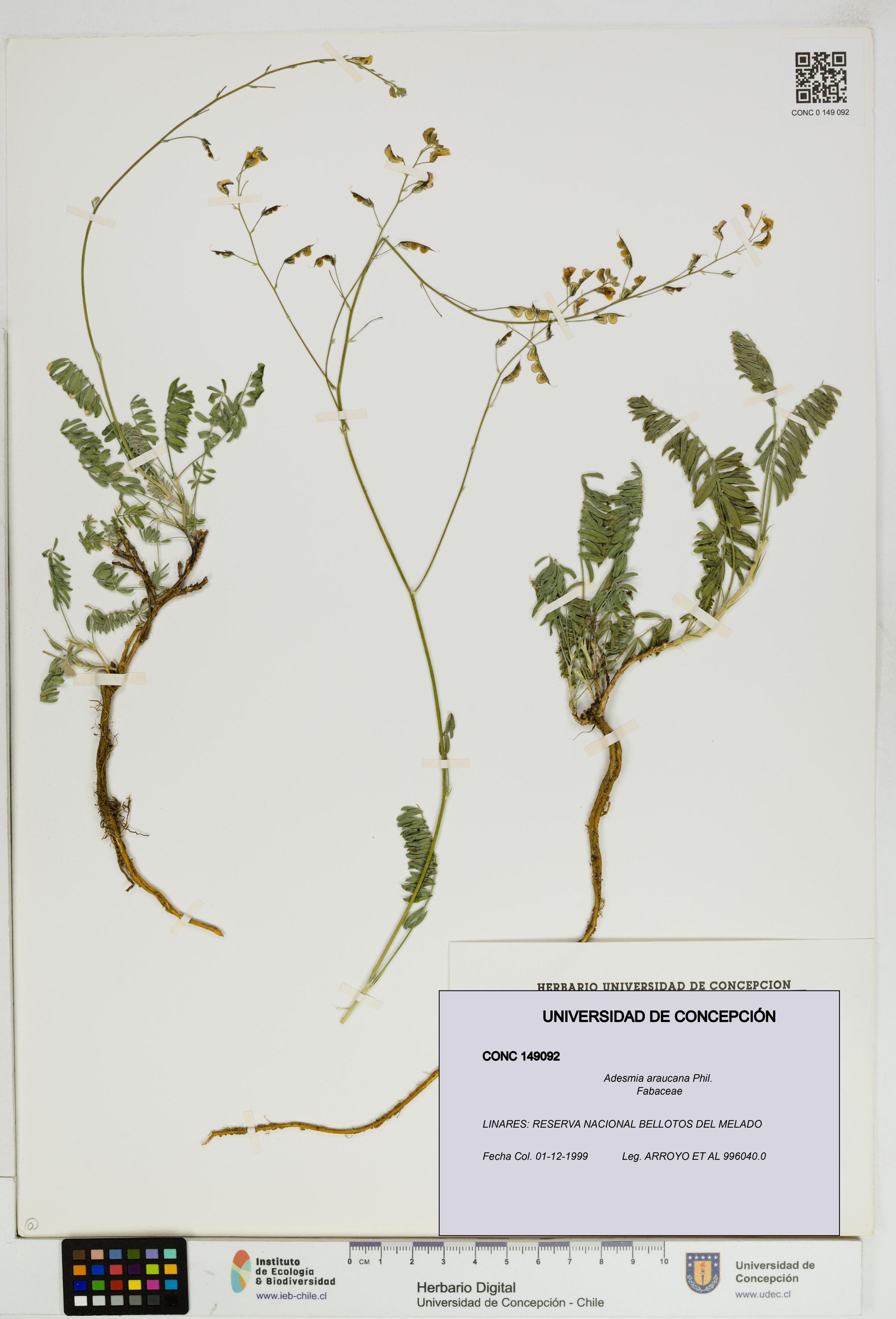Adesmia araucana [Espécimen: ]