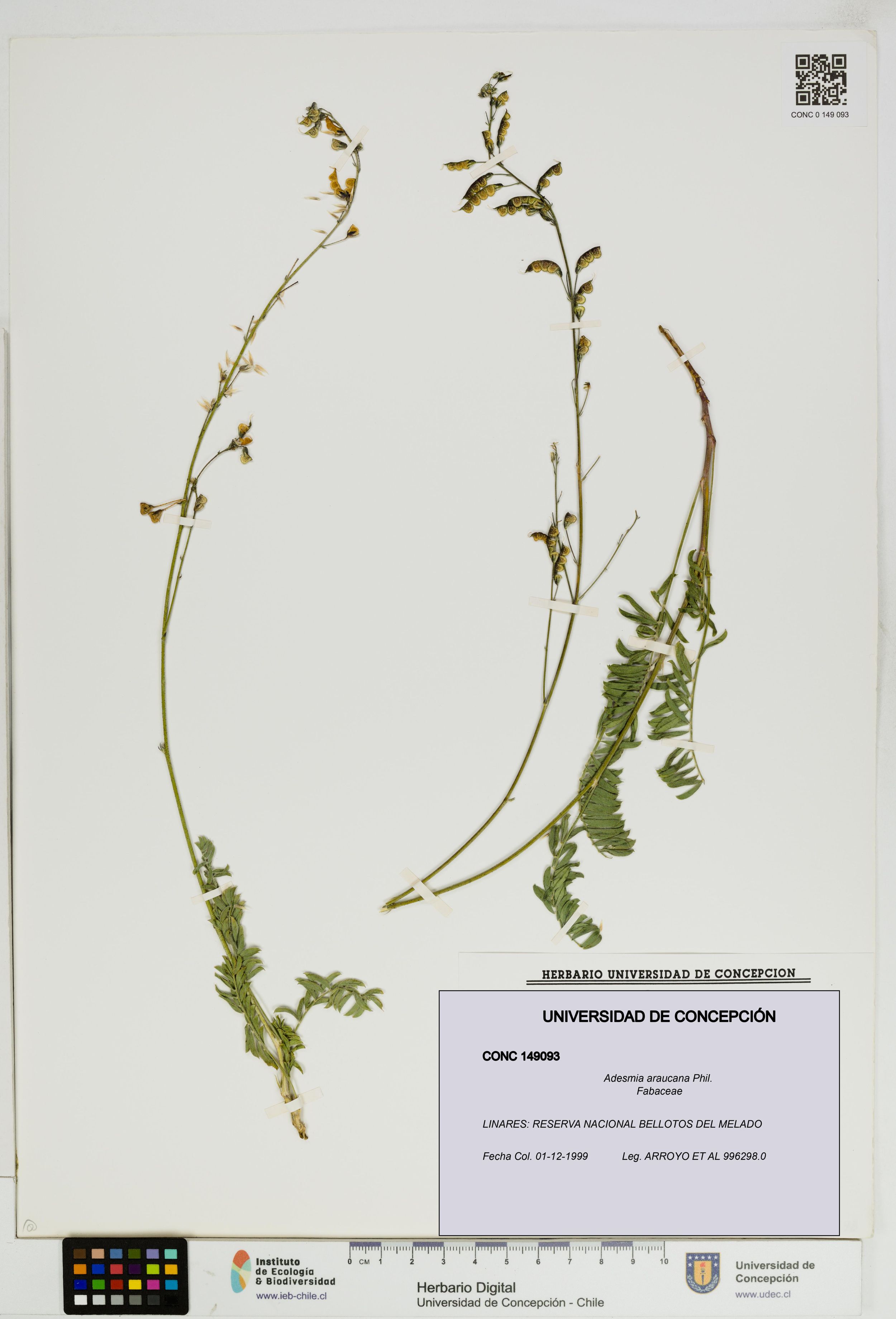 Adesmia araucana [Espécimen: ]