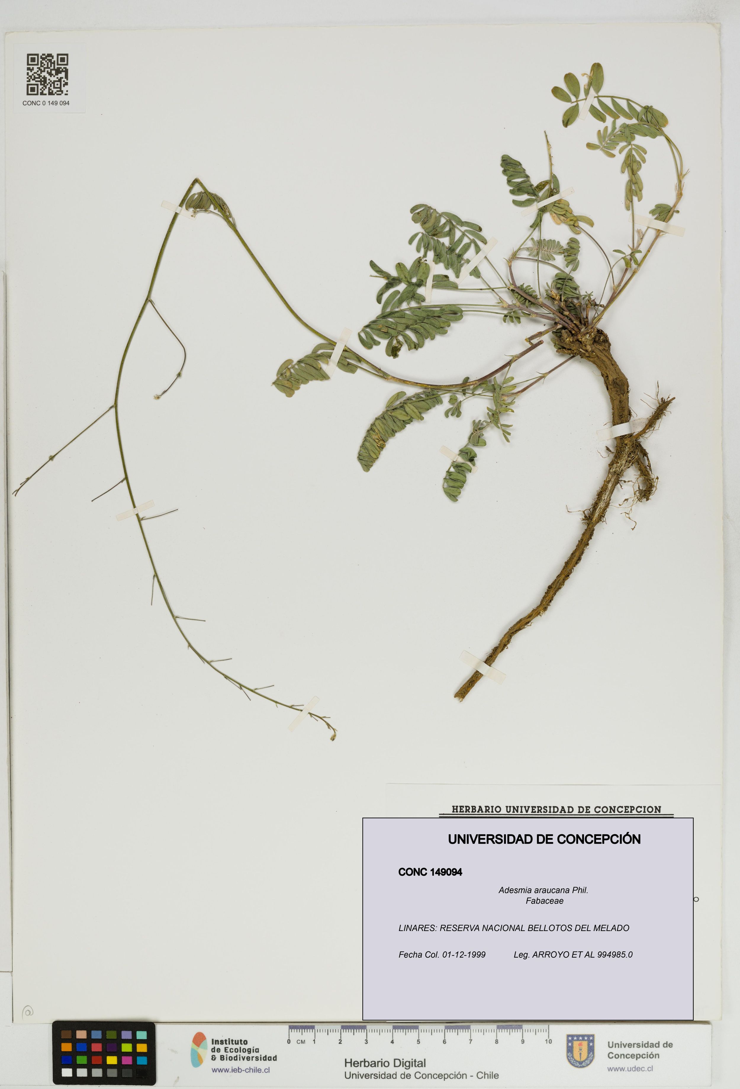 Adesmia araucana [Espécimen: ]