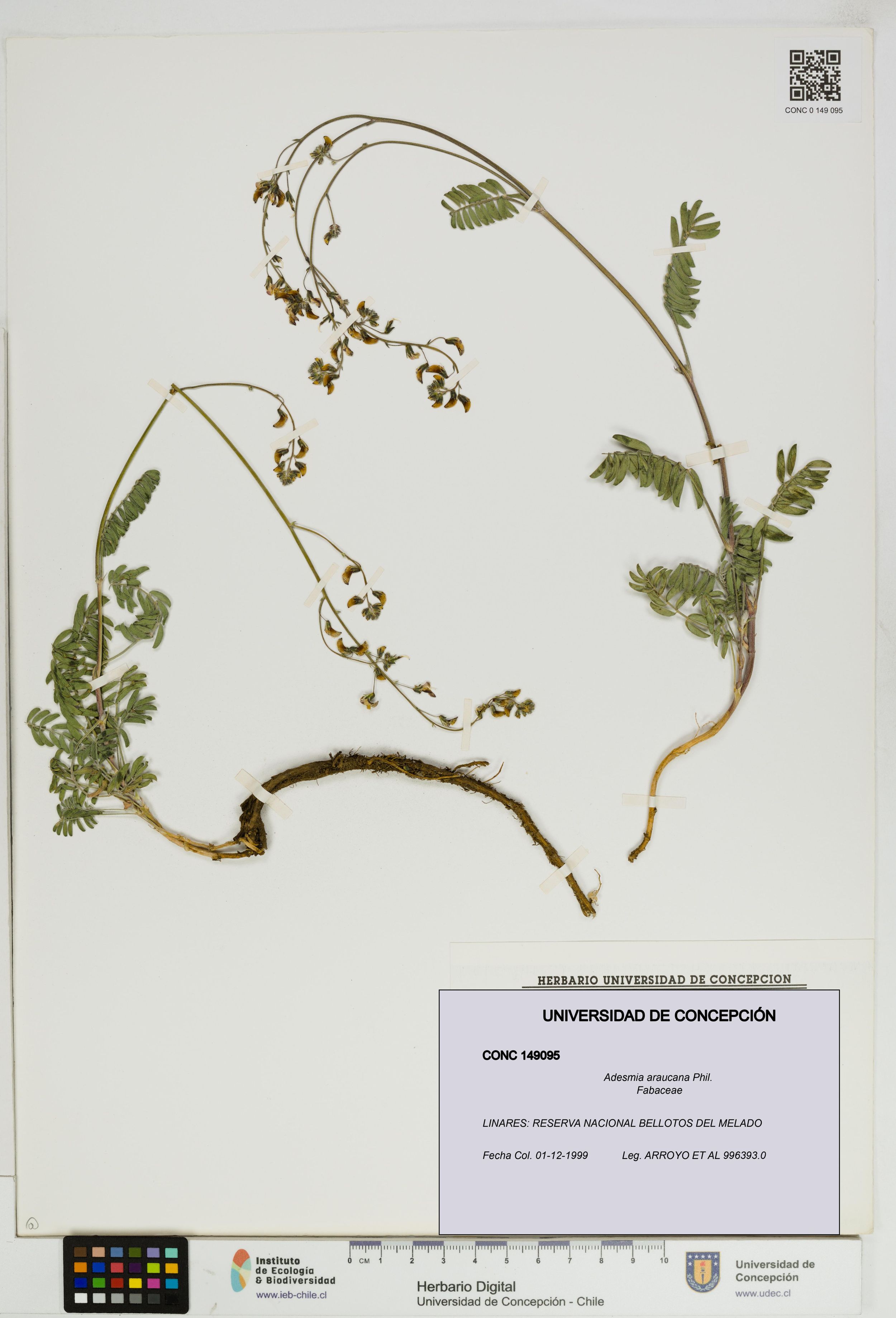 Adesmia araucana [Espécimen: ]