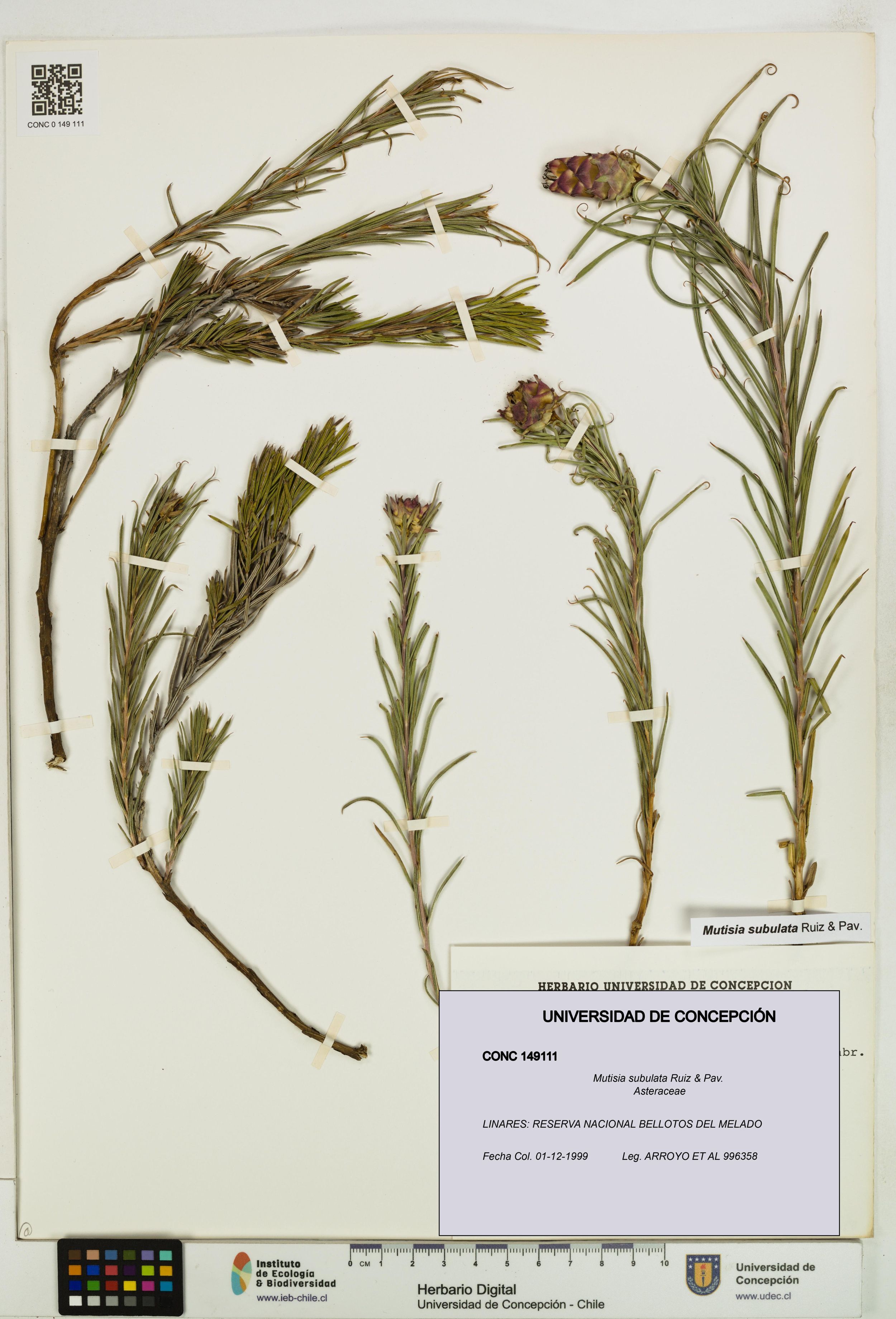 Mutisia subulata [Espécimen: ]
