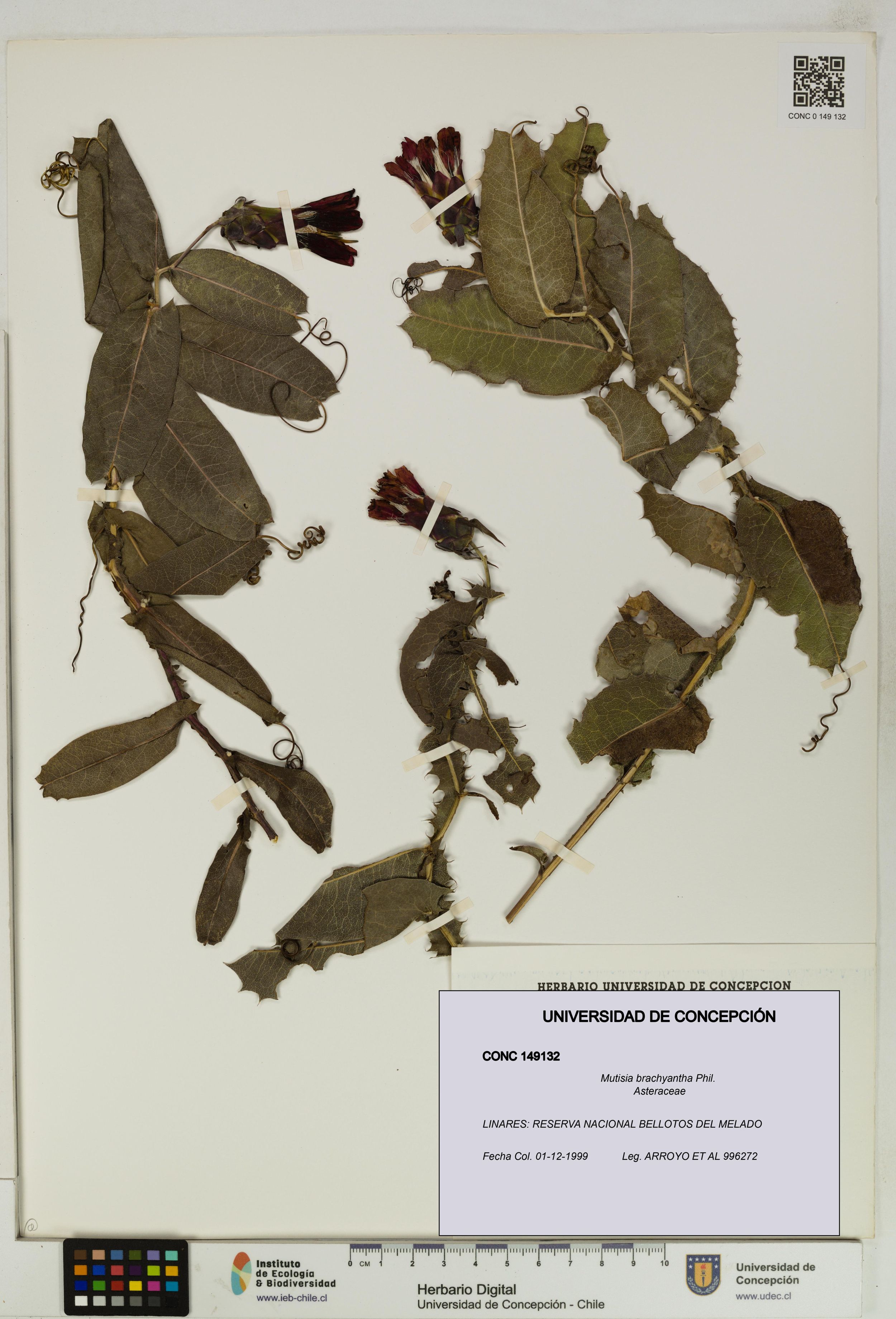 Mutisia brachyantha [Espécimen: ]