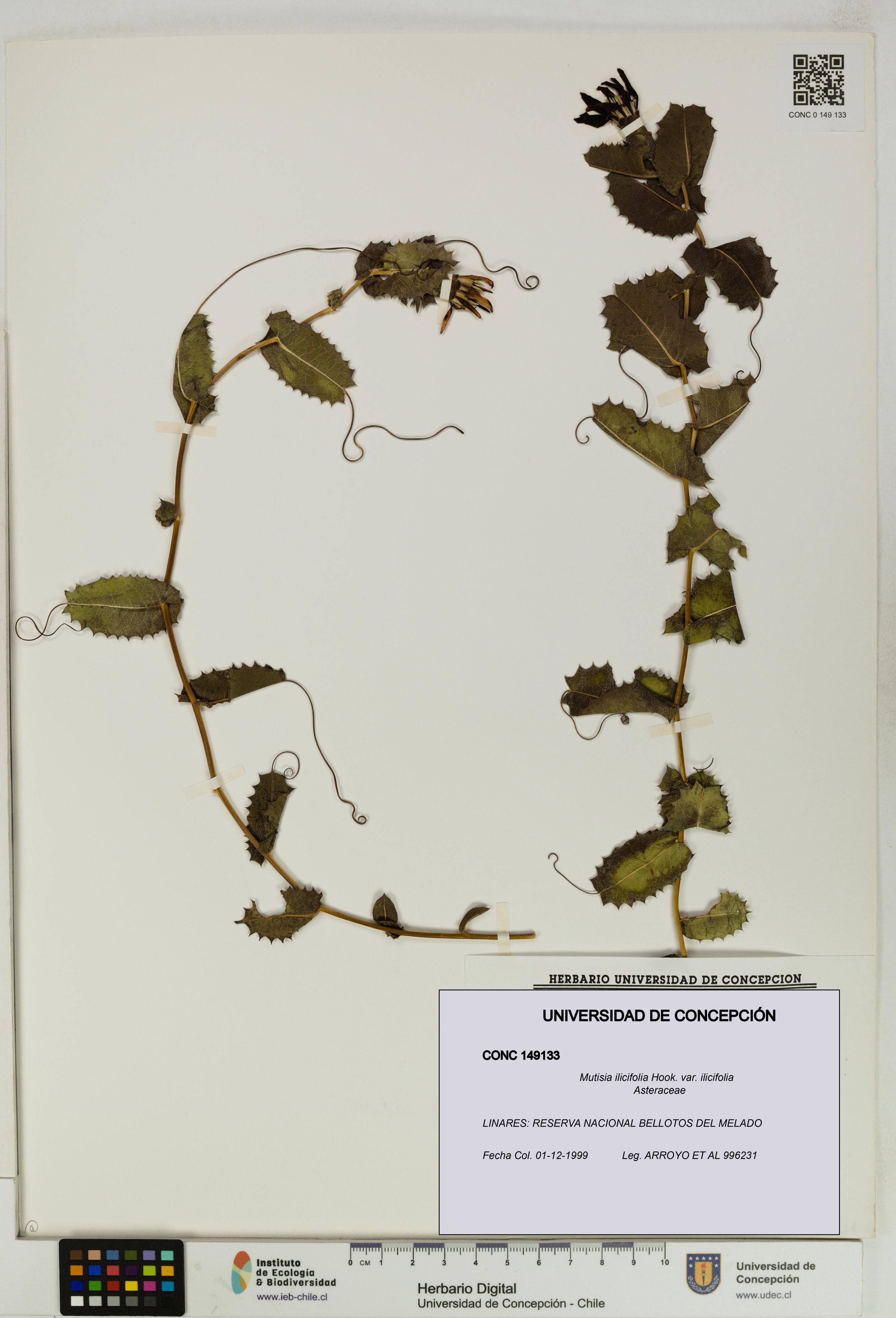 Mutisia ilicifolia var. ilicifolia [Espécimen: ]
