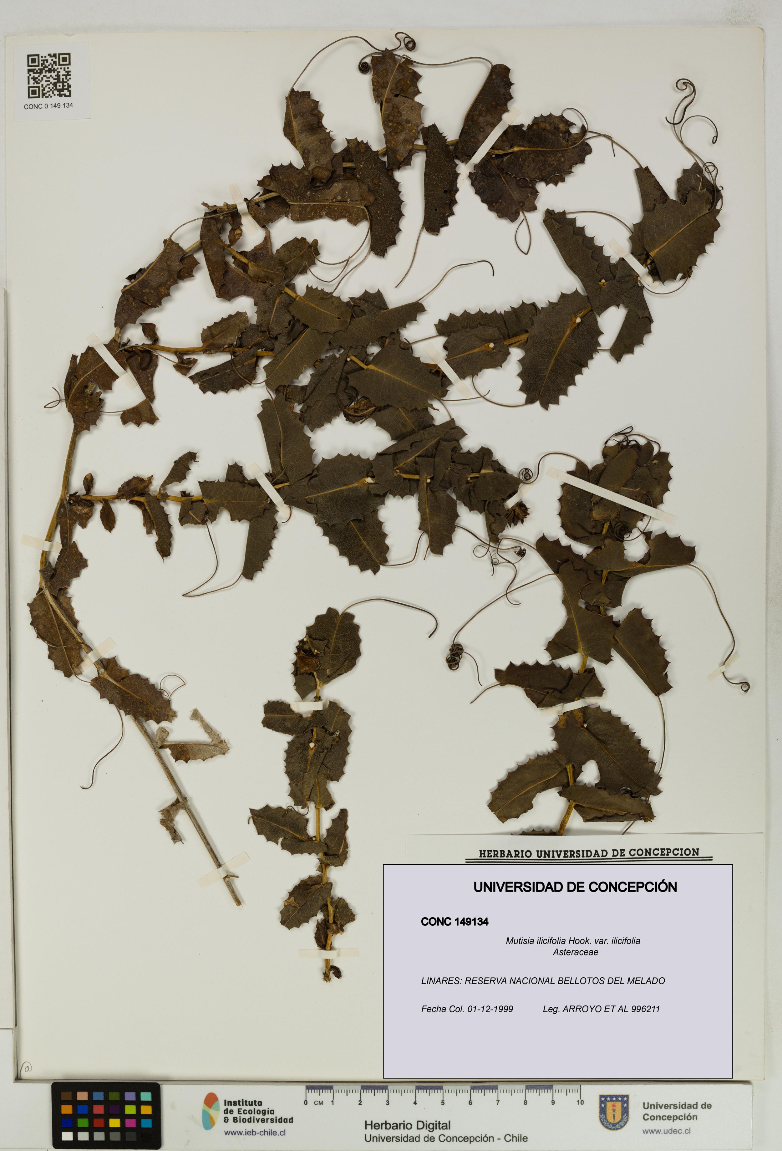 Mutisia ilicifolia var. ilicifolia [Espécimen: ]
