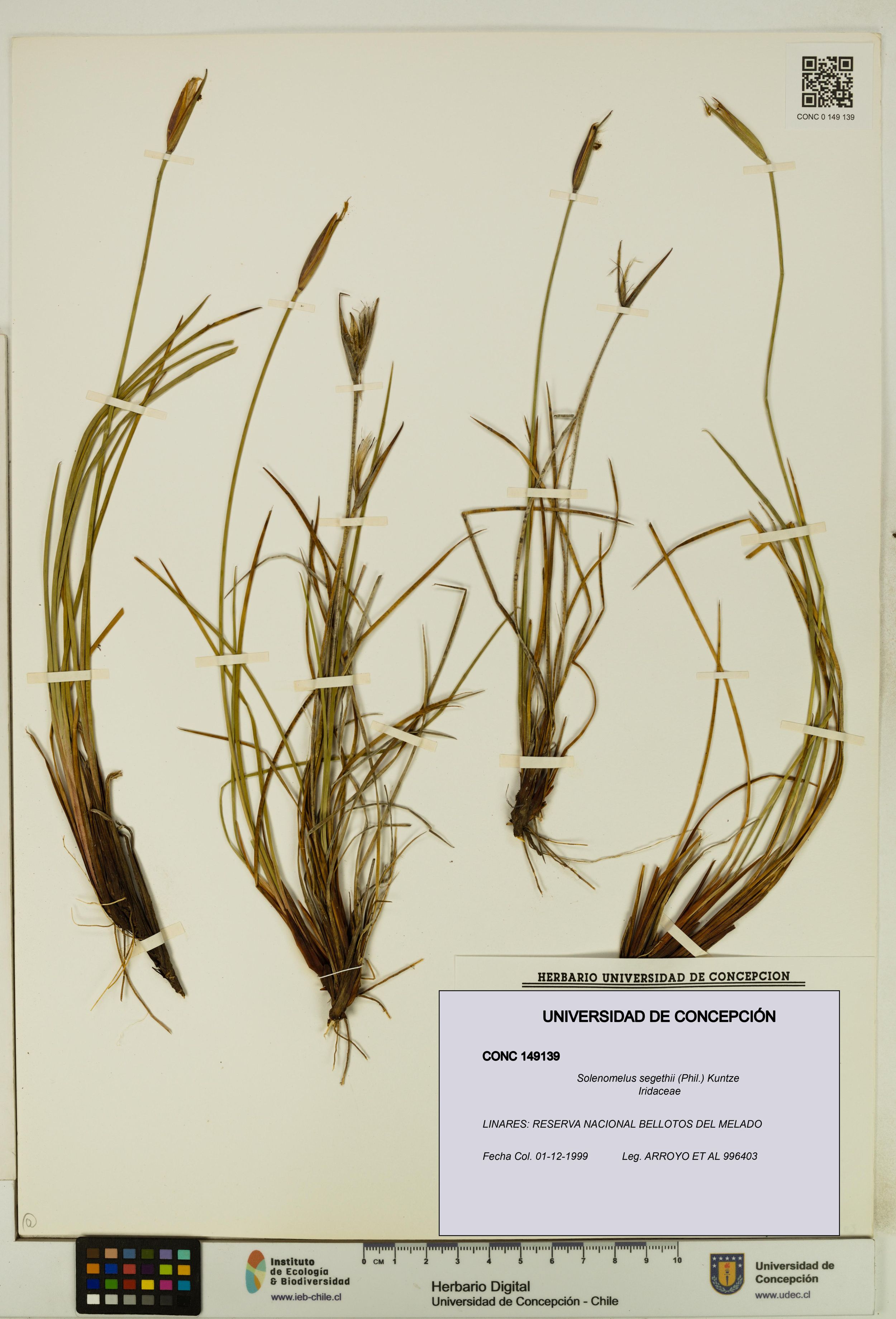 Solenomelus segethii [Espécimen: ]