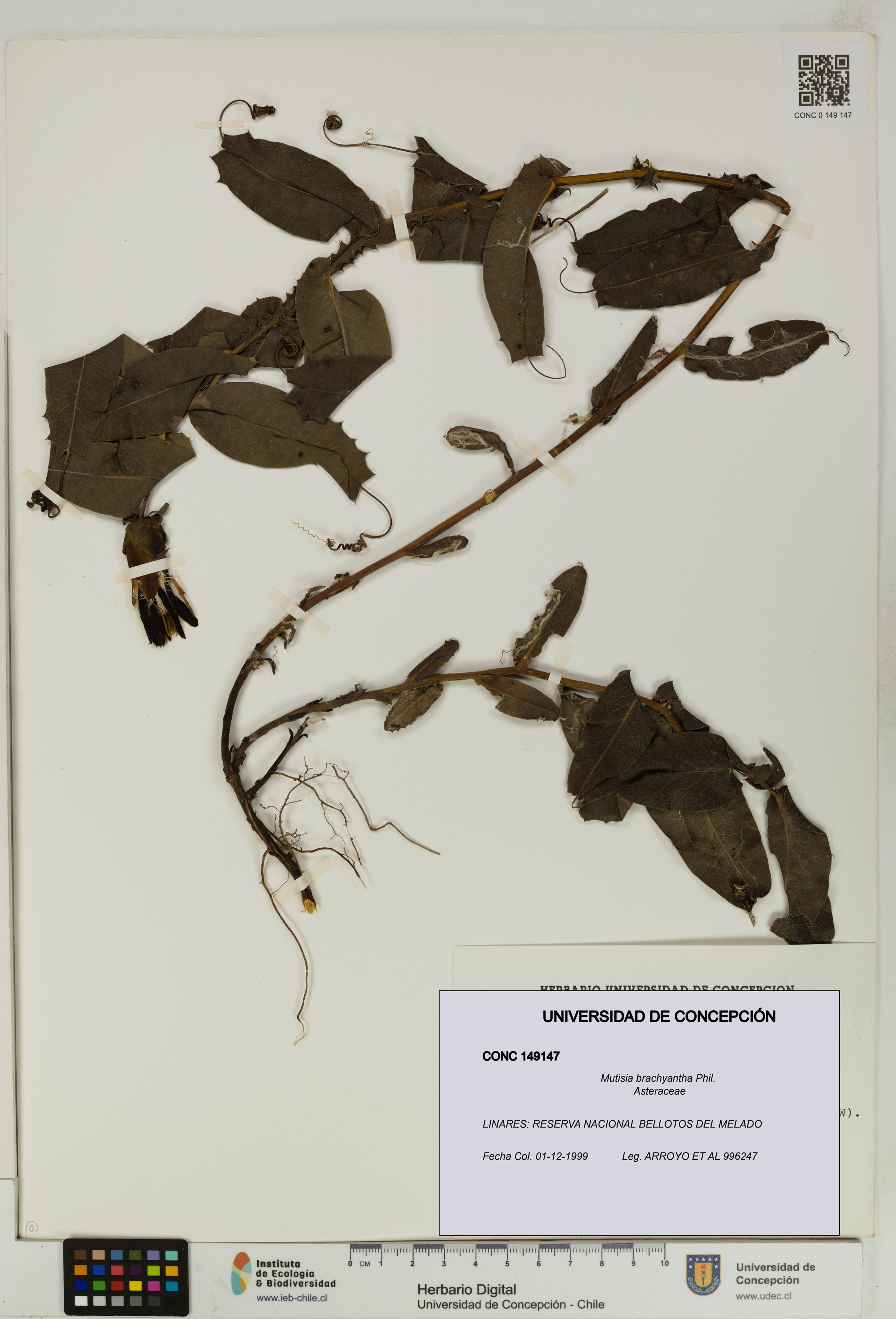 Mutisia brachyantha [Espécimen: ]