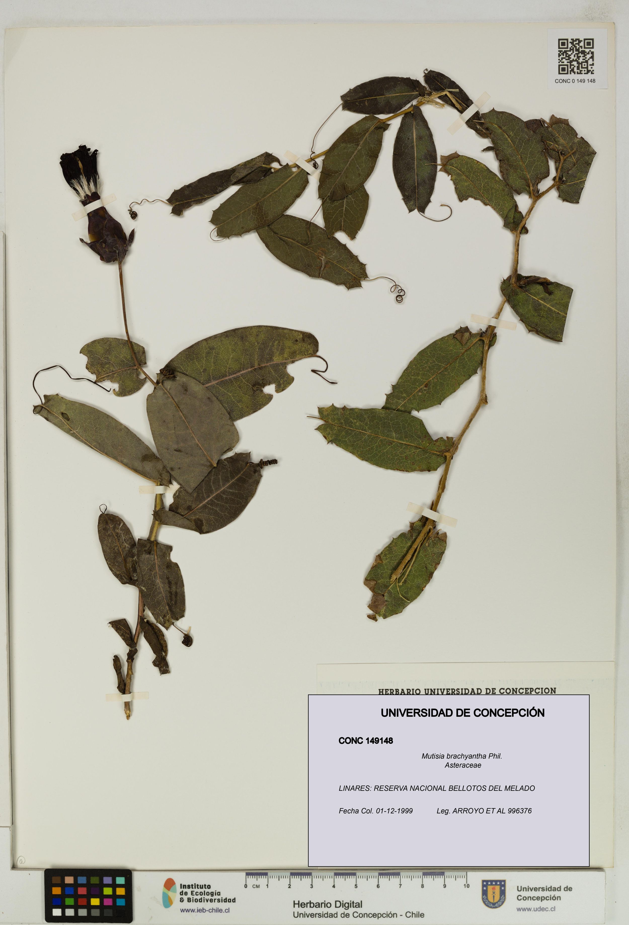 Mutisia brachyantha [Espécimen: ]