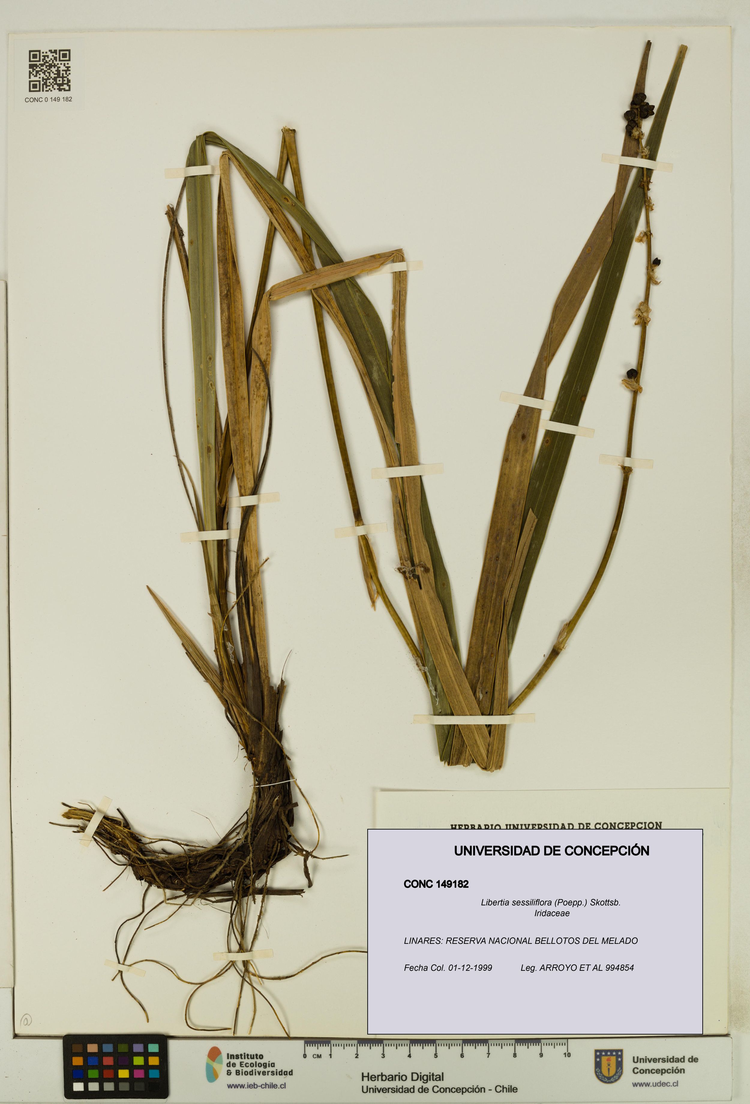 Libertia sessiliflora [Espécimen: ]
