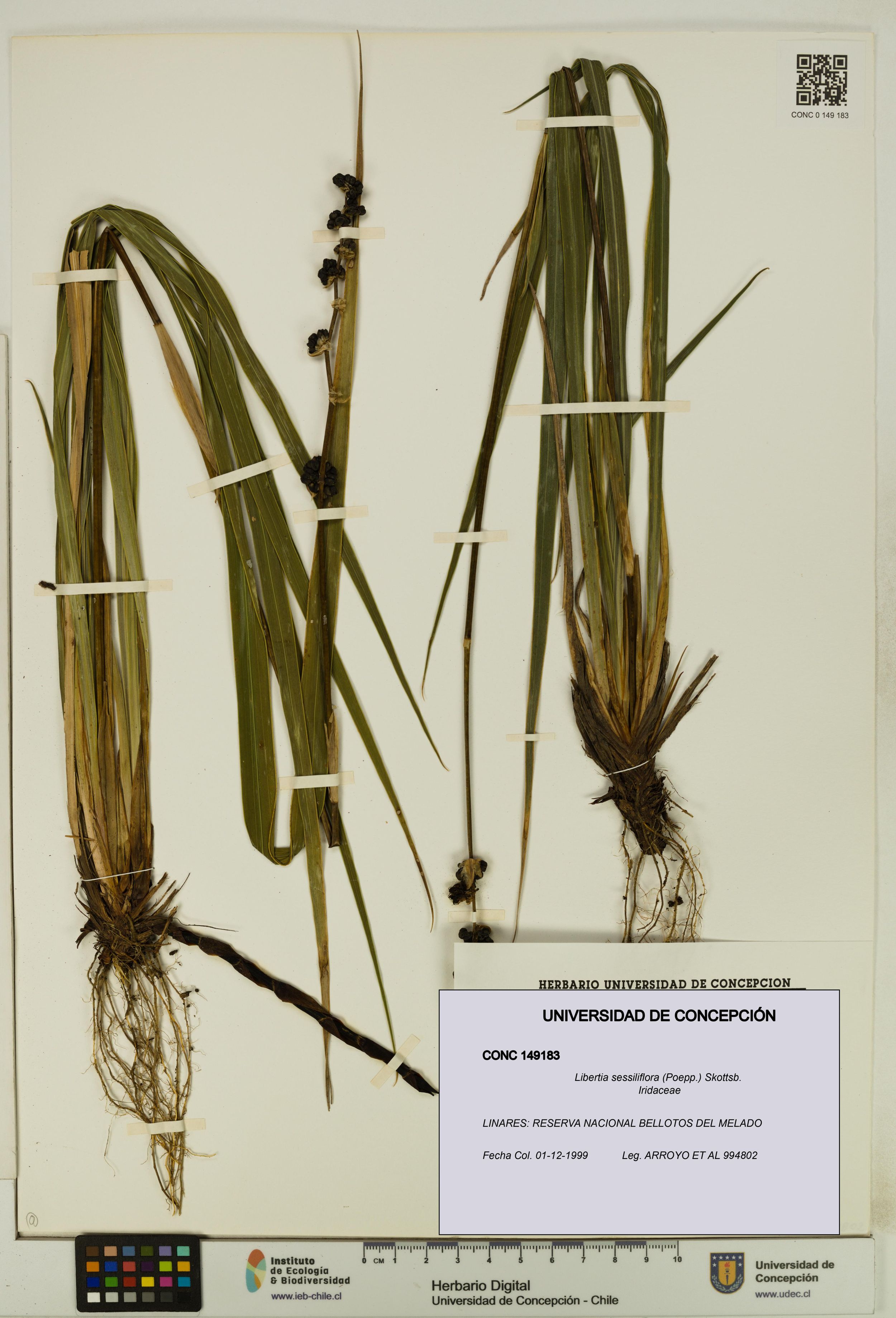 Libertia sessiliflora [Espécimen: ]