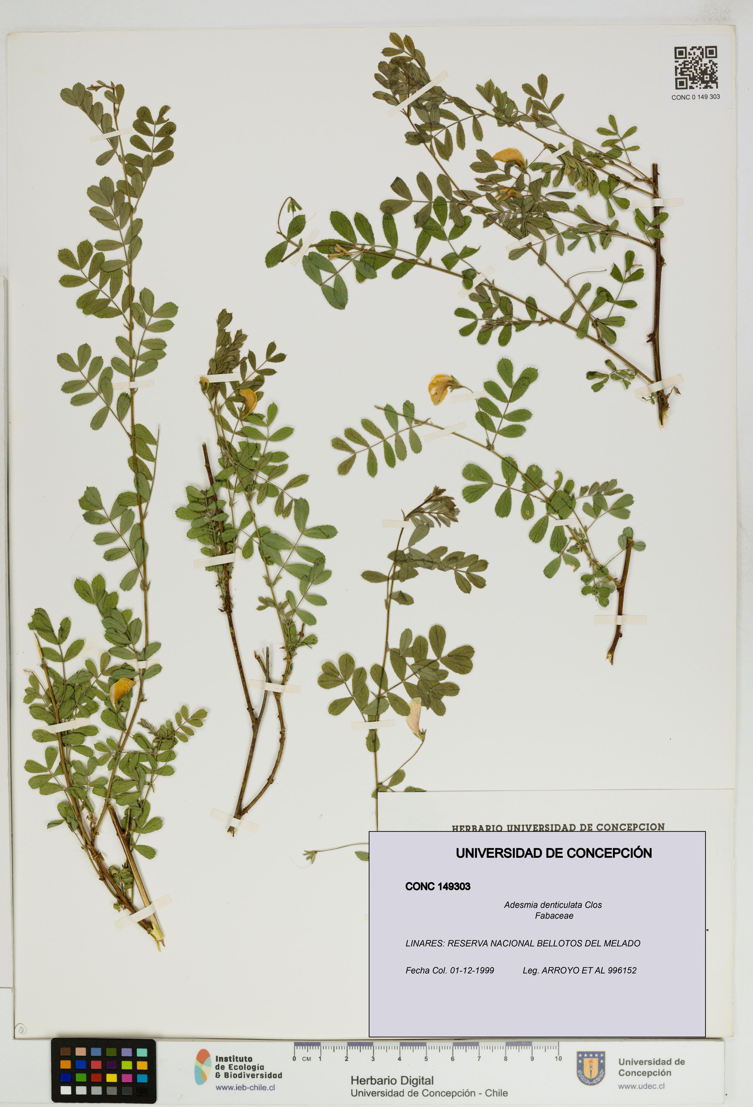 Adesmia denticulata [Espécimen: ]