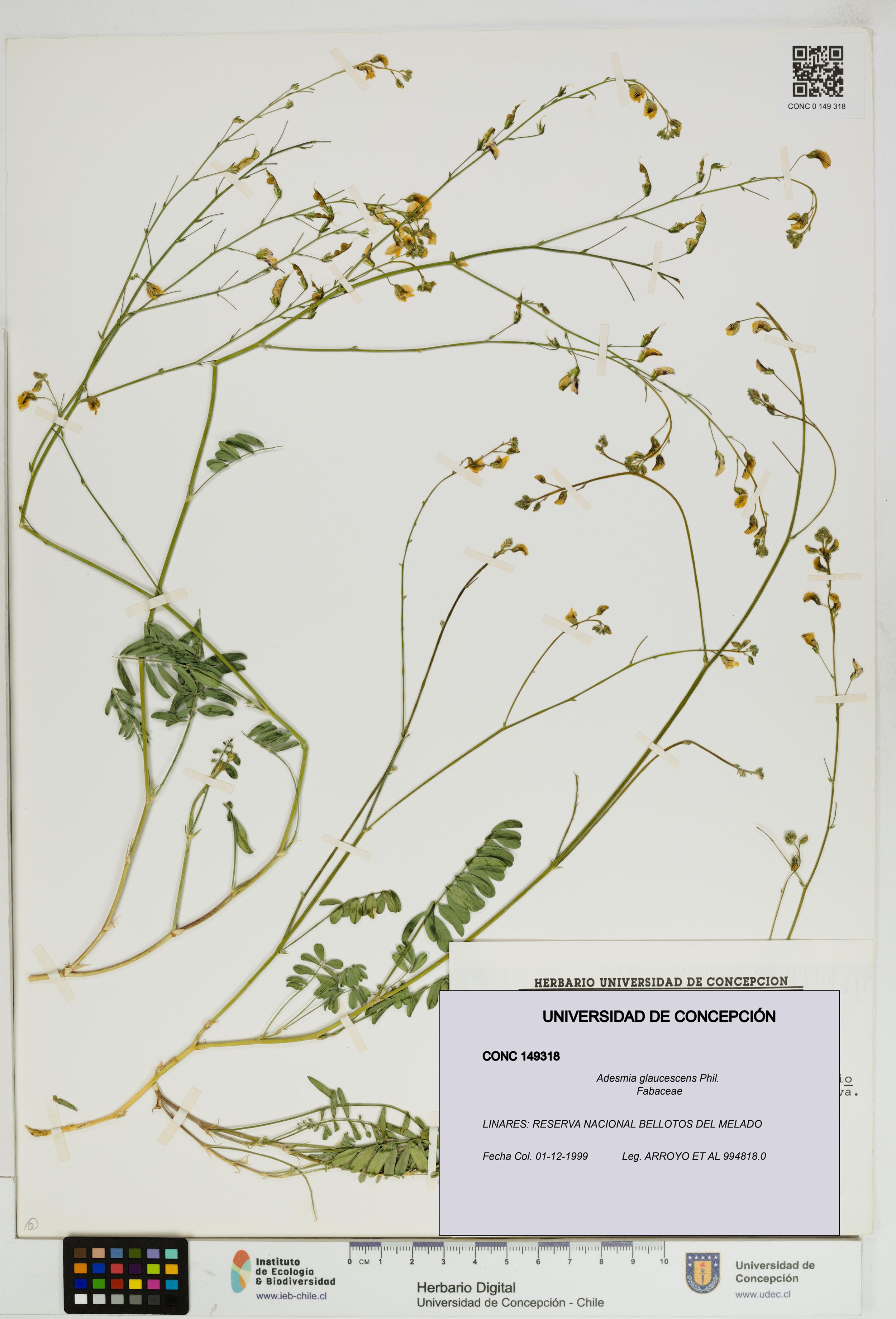 Adesmia glaucescens [Espécimen: ]