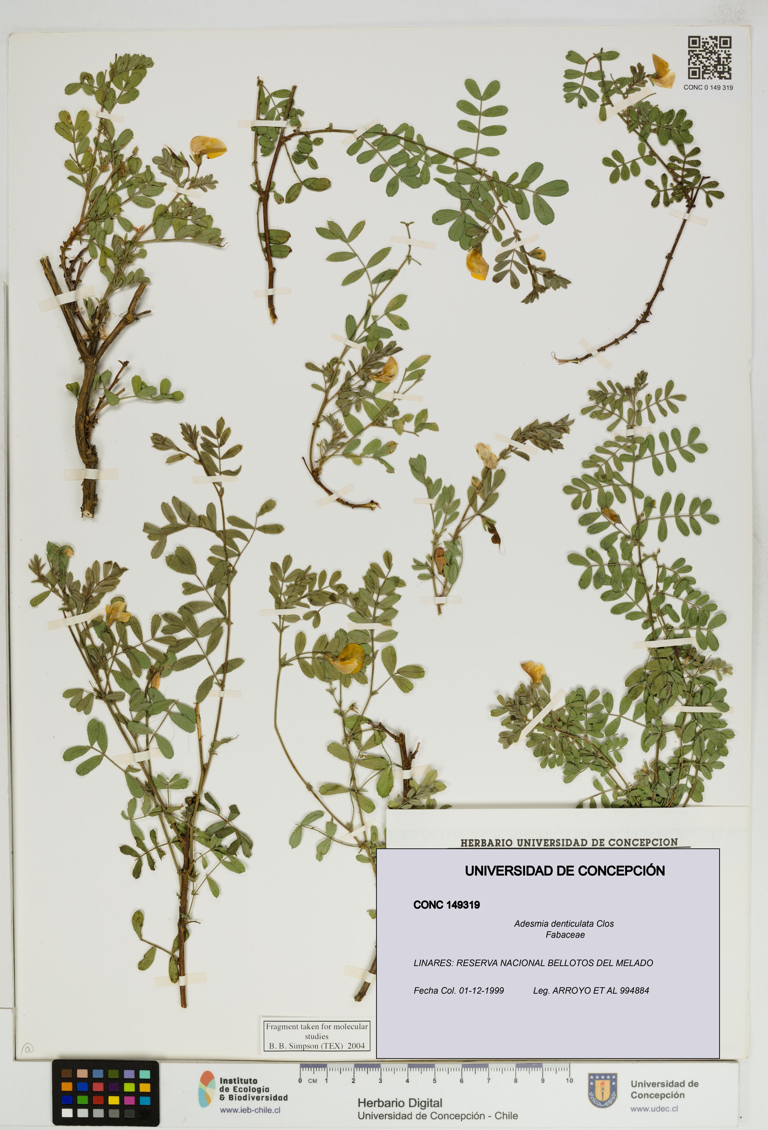 Adesmia denticulata [Espécimen: ]