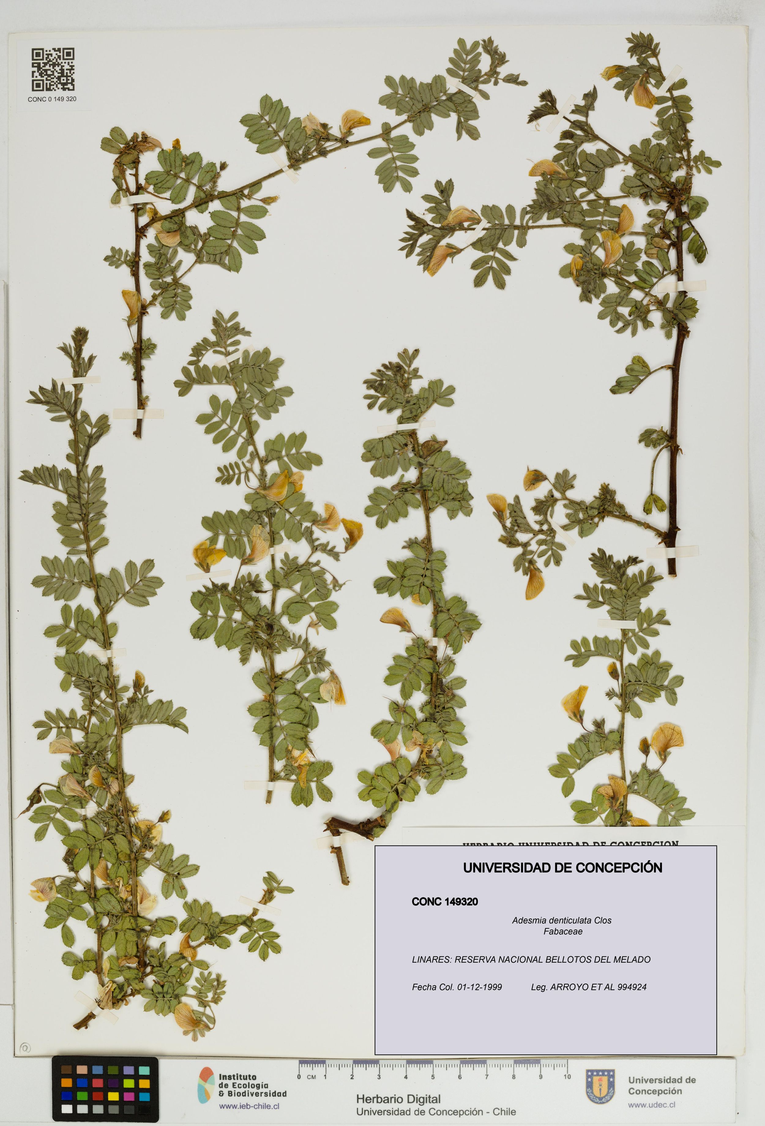 Adesmia denticulata [Espécimen: ]