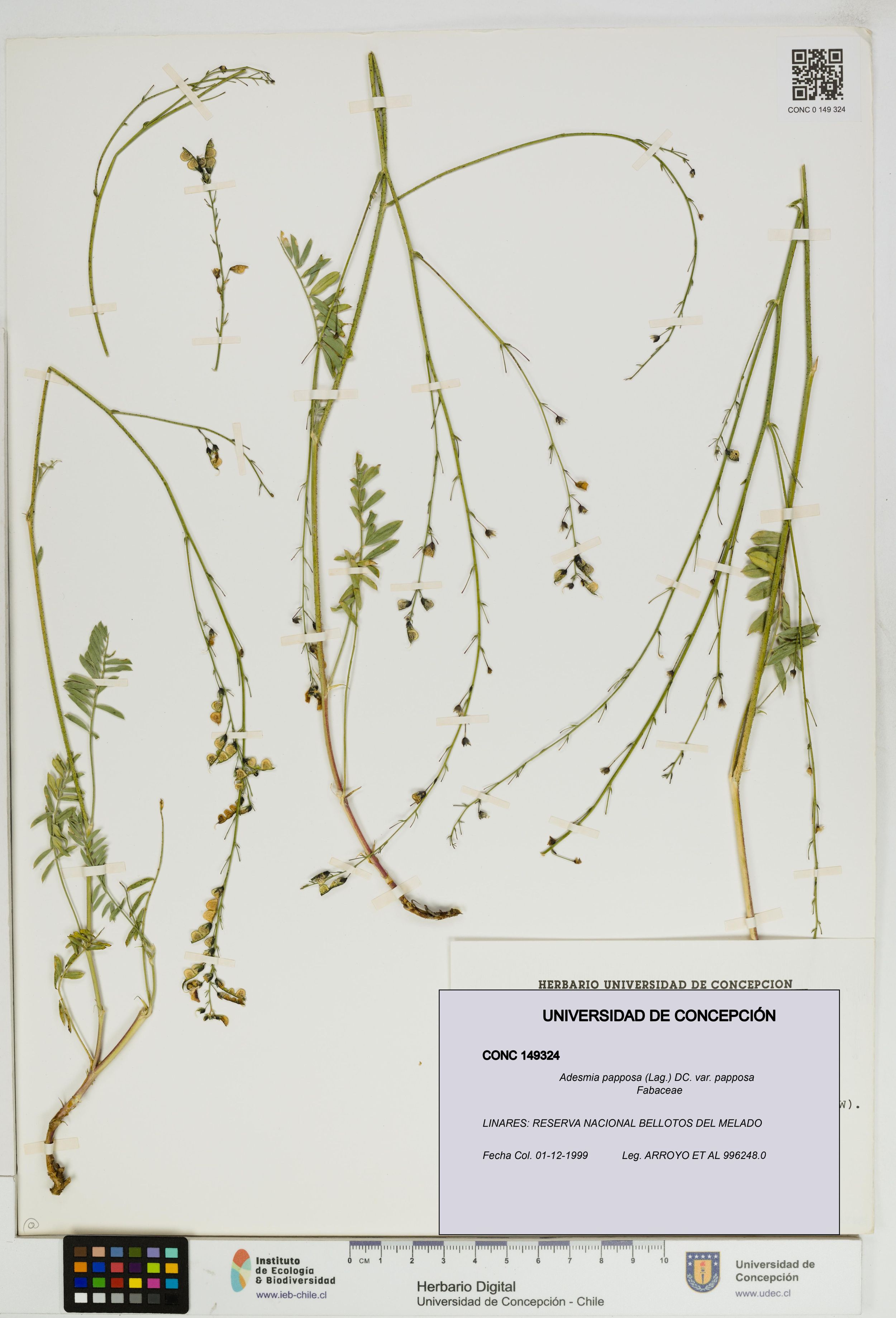 Adesmia papposa var. papposa [Espécimen: ]