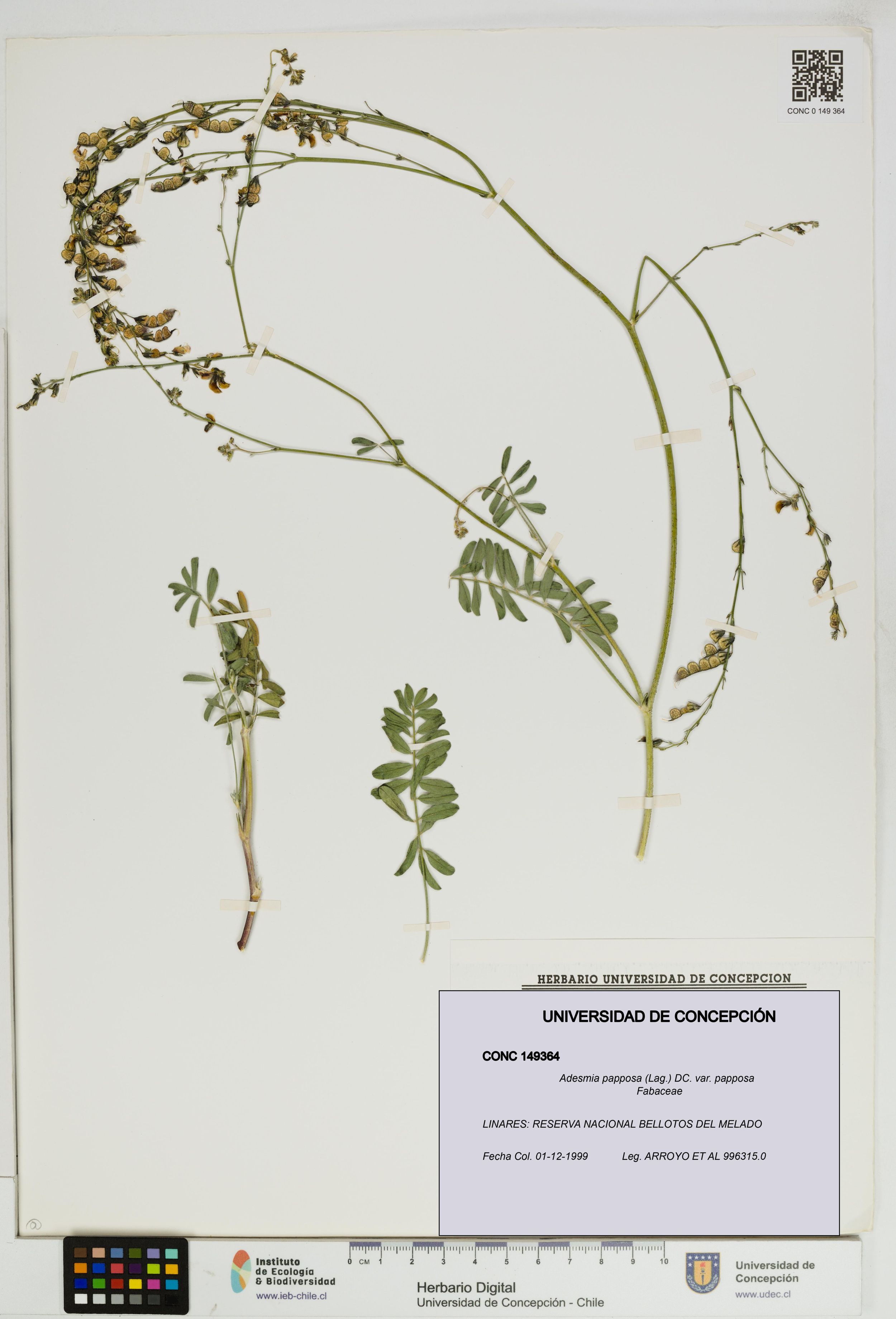 Adesmia papposa var. papposa [Espécimen: ]
