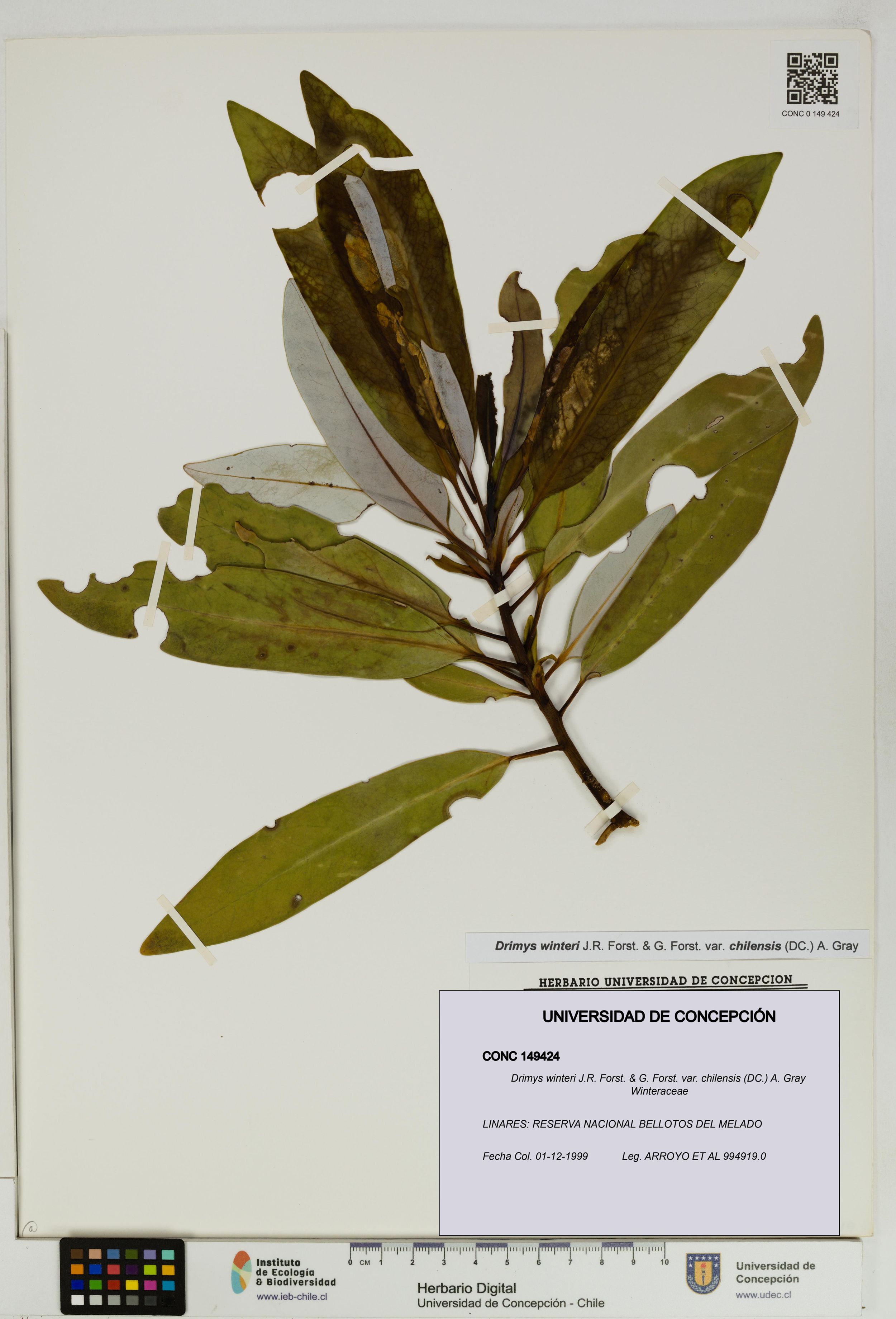 Drimys winteri var. chilensis [Espécimen: ]