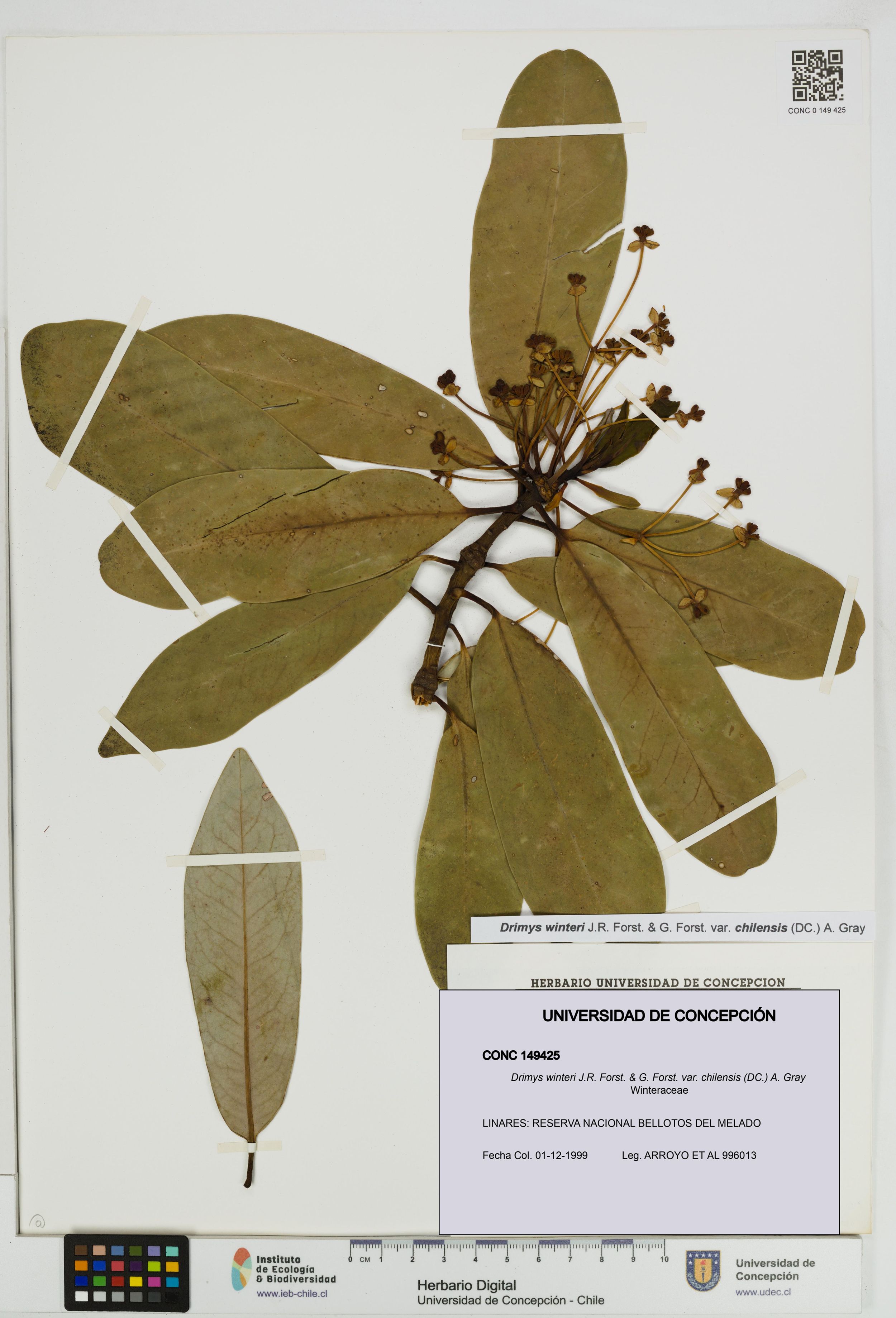 Drimys winteri var. chilensis [Espécimen: ]