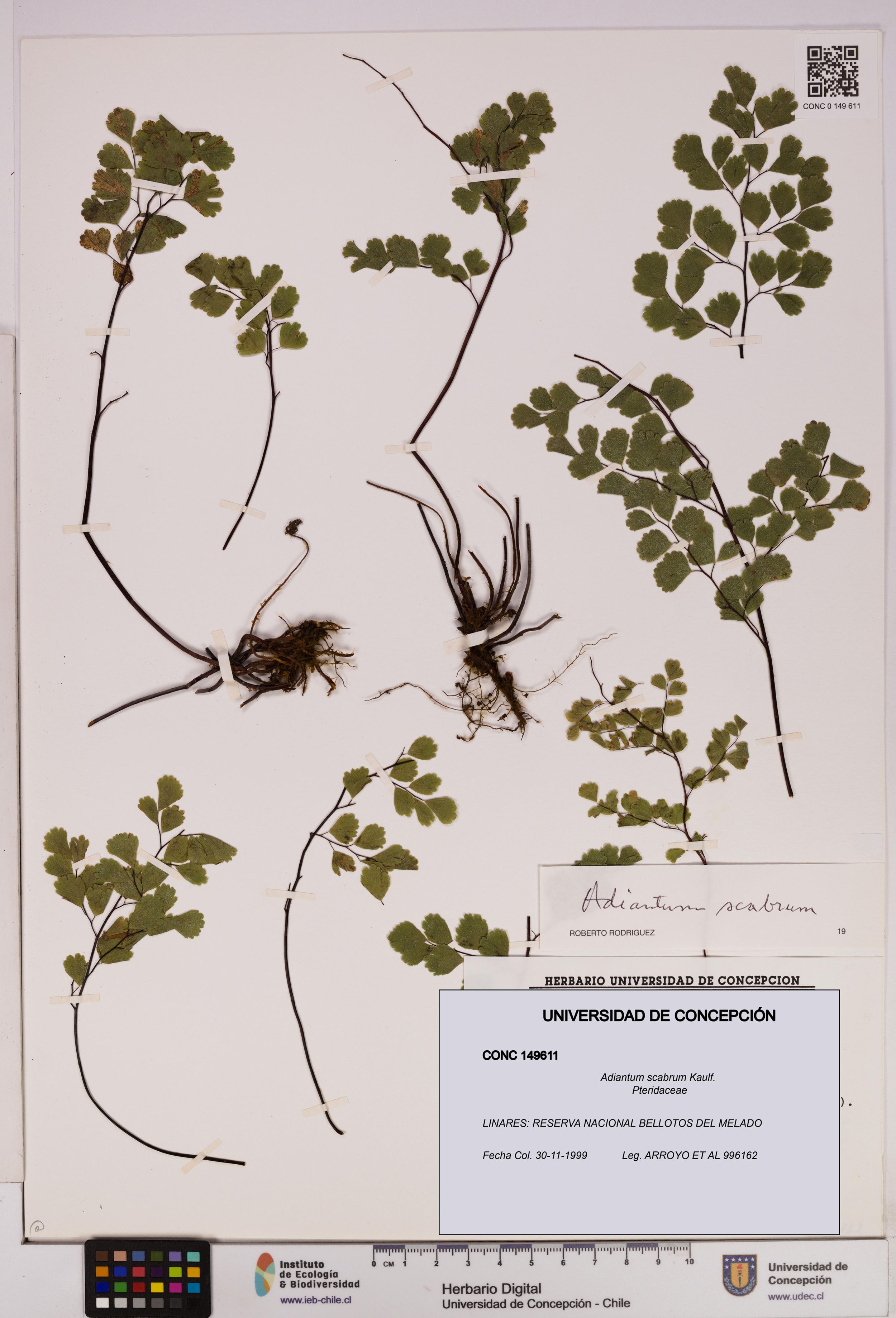 Adiantum scabrum [Espécimen: ]