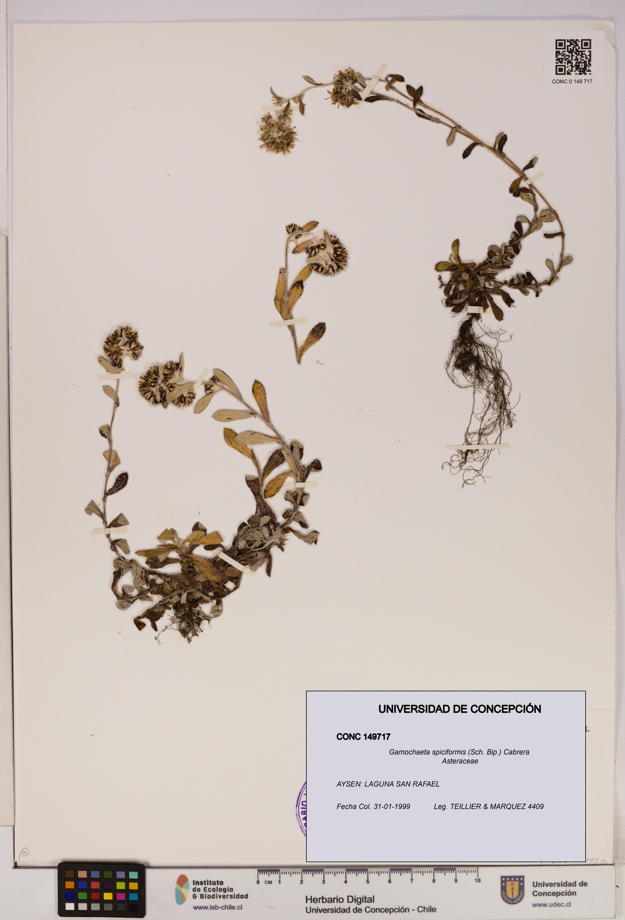 Gamochaeta spiciformis [Espécimen: ]