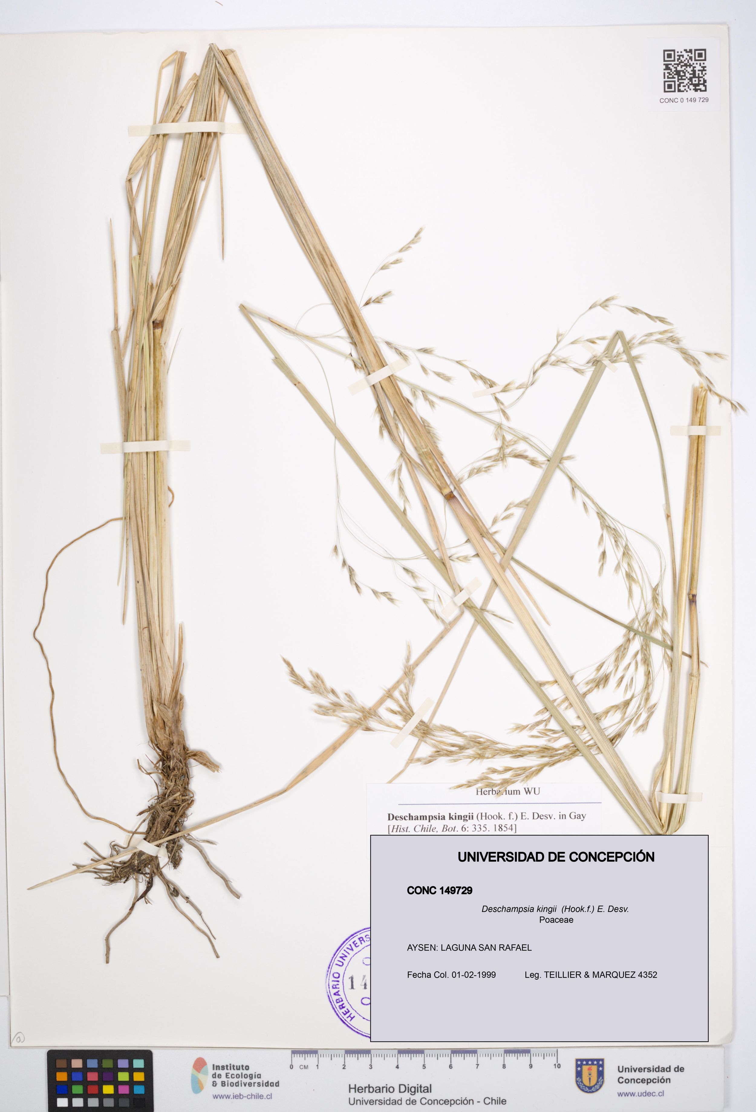 Deschampsia kingii [Espécimen: ]