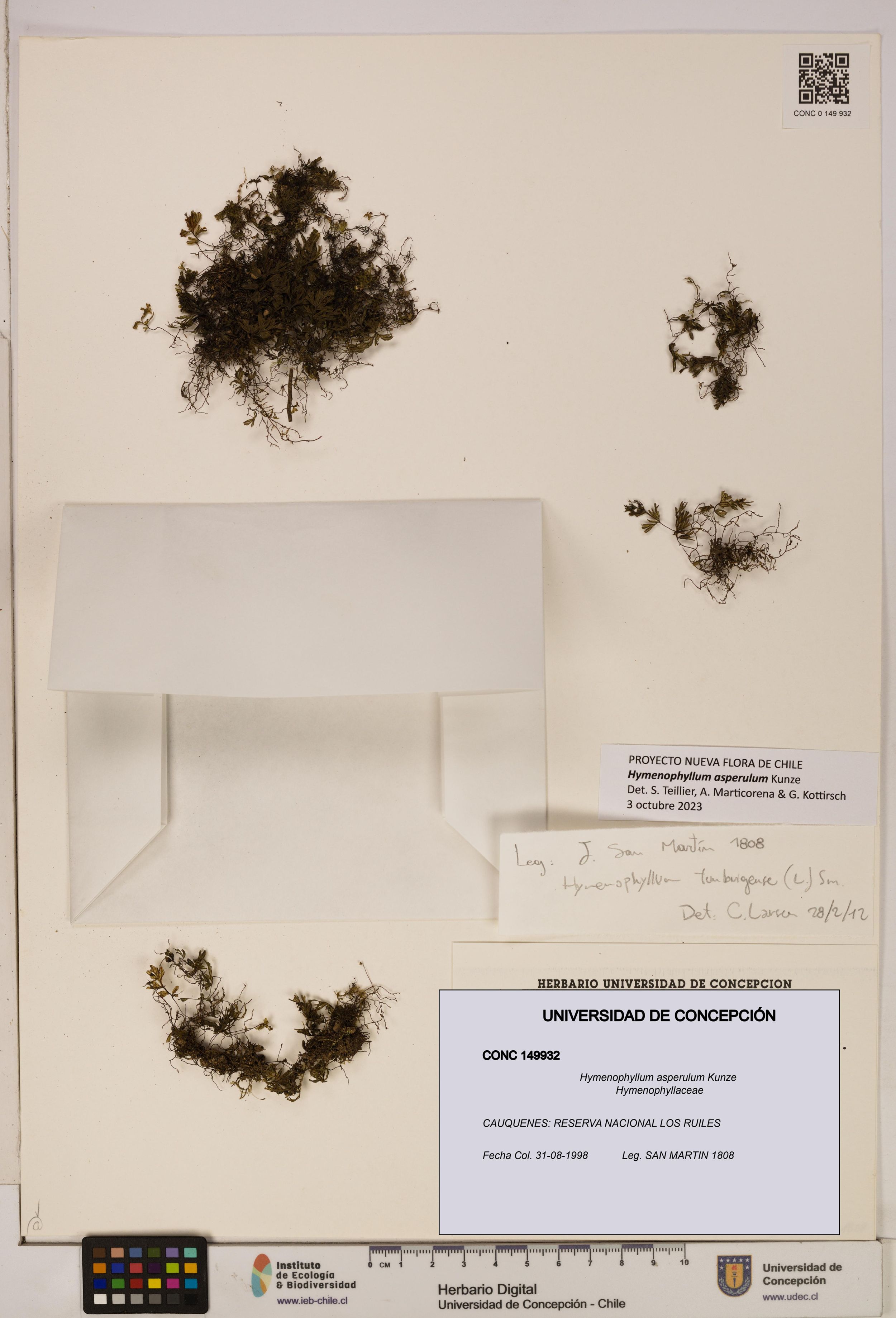 Hymenophyllum asperulum [Espécimen: ]