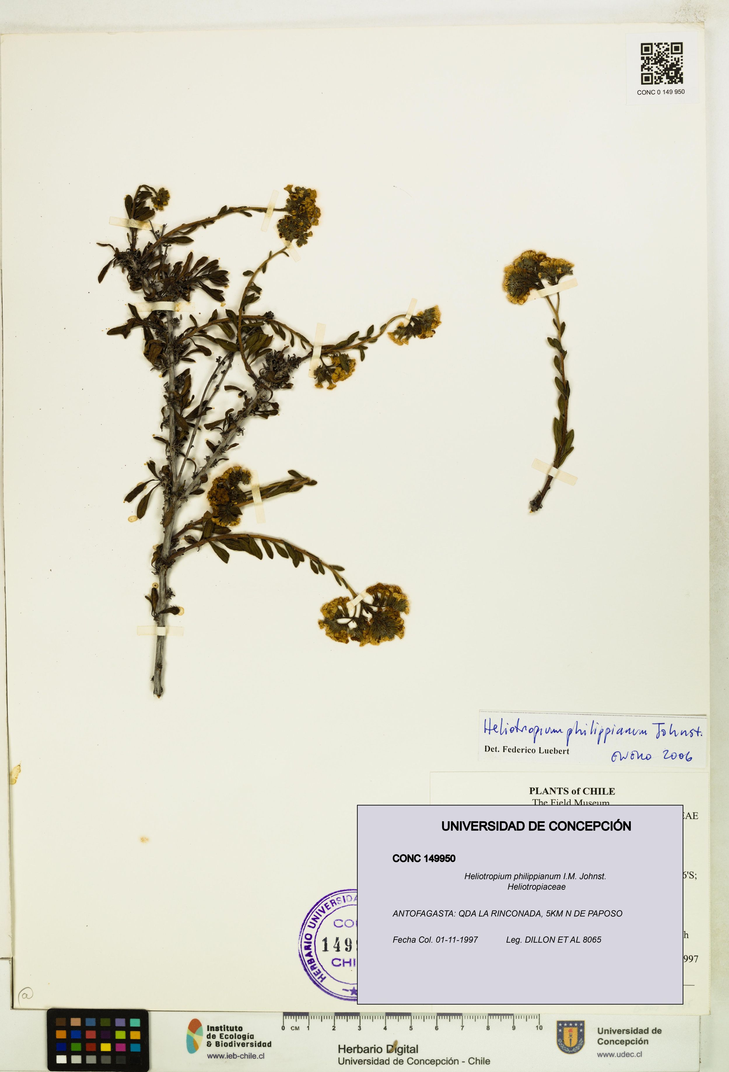 Heliotropium philippianum [Espécimen: ]