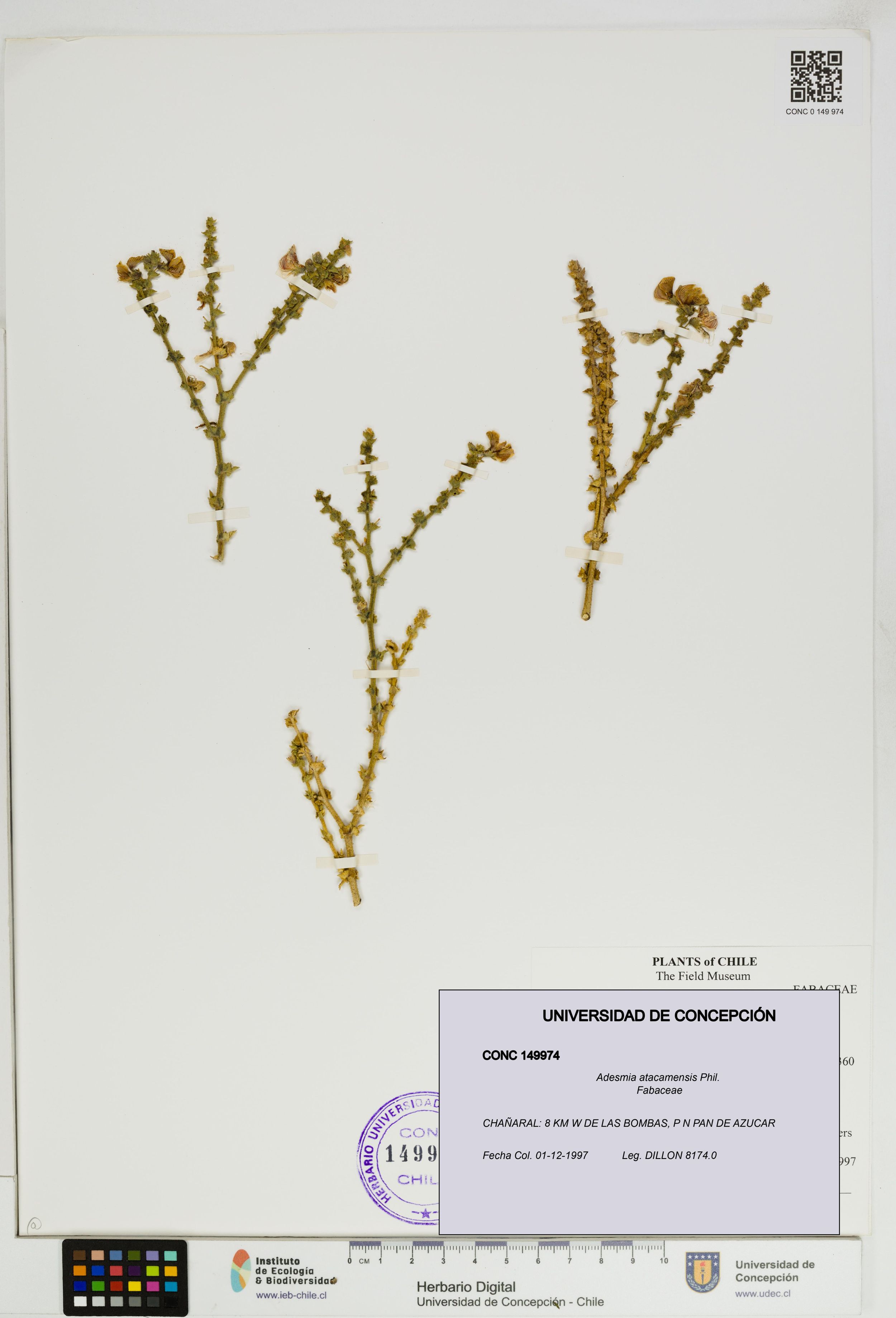 Adesmia atacamensis [Espécimen: ]