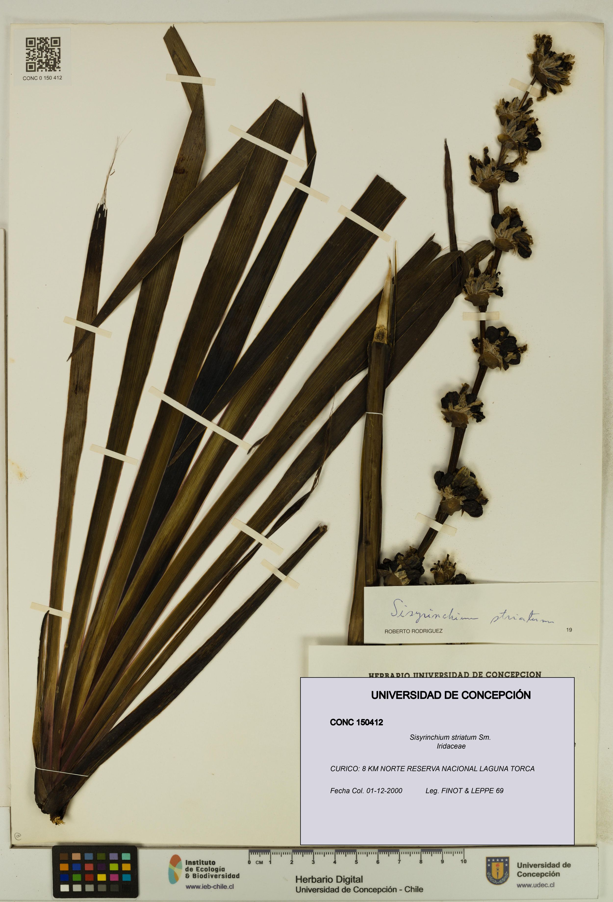 Sisyrinchium striatum [Espécimen: ]