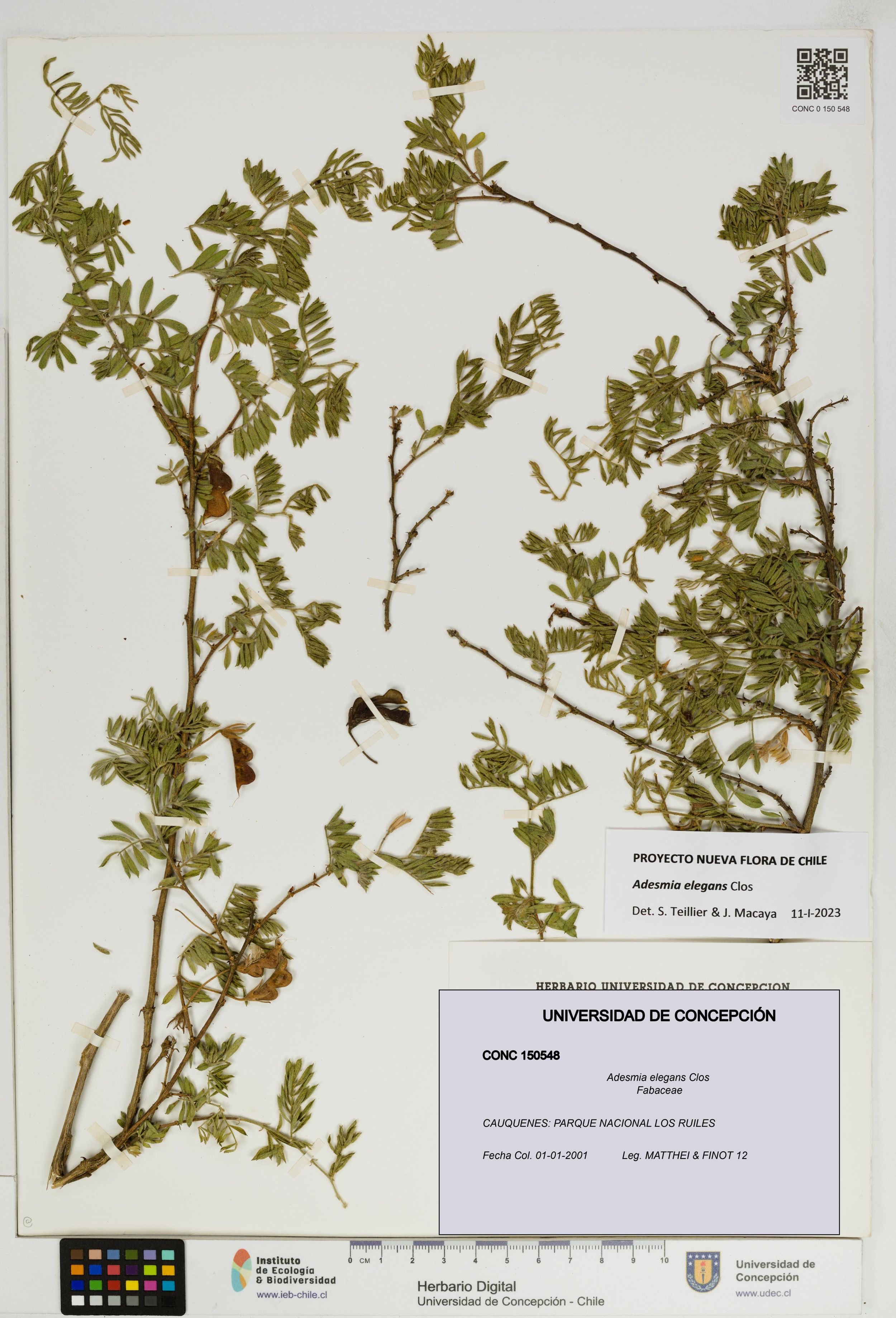 Adesmia elegans [Espécimen: ]