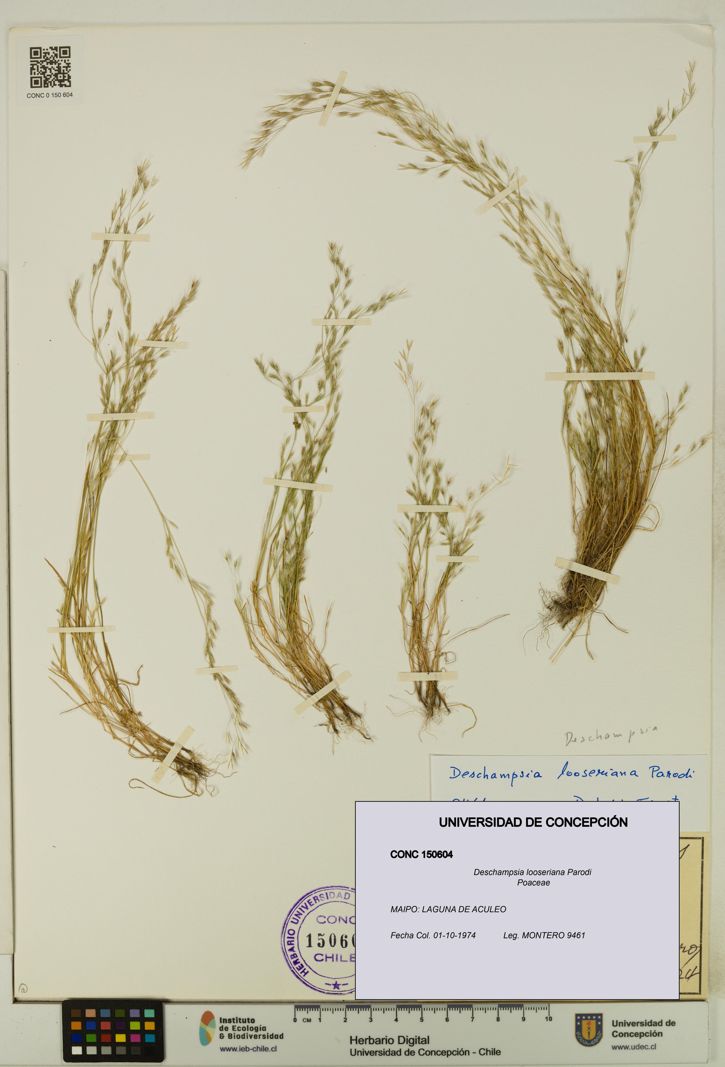Deschampsia looseriana [Espécimen: ]