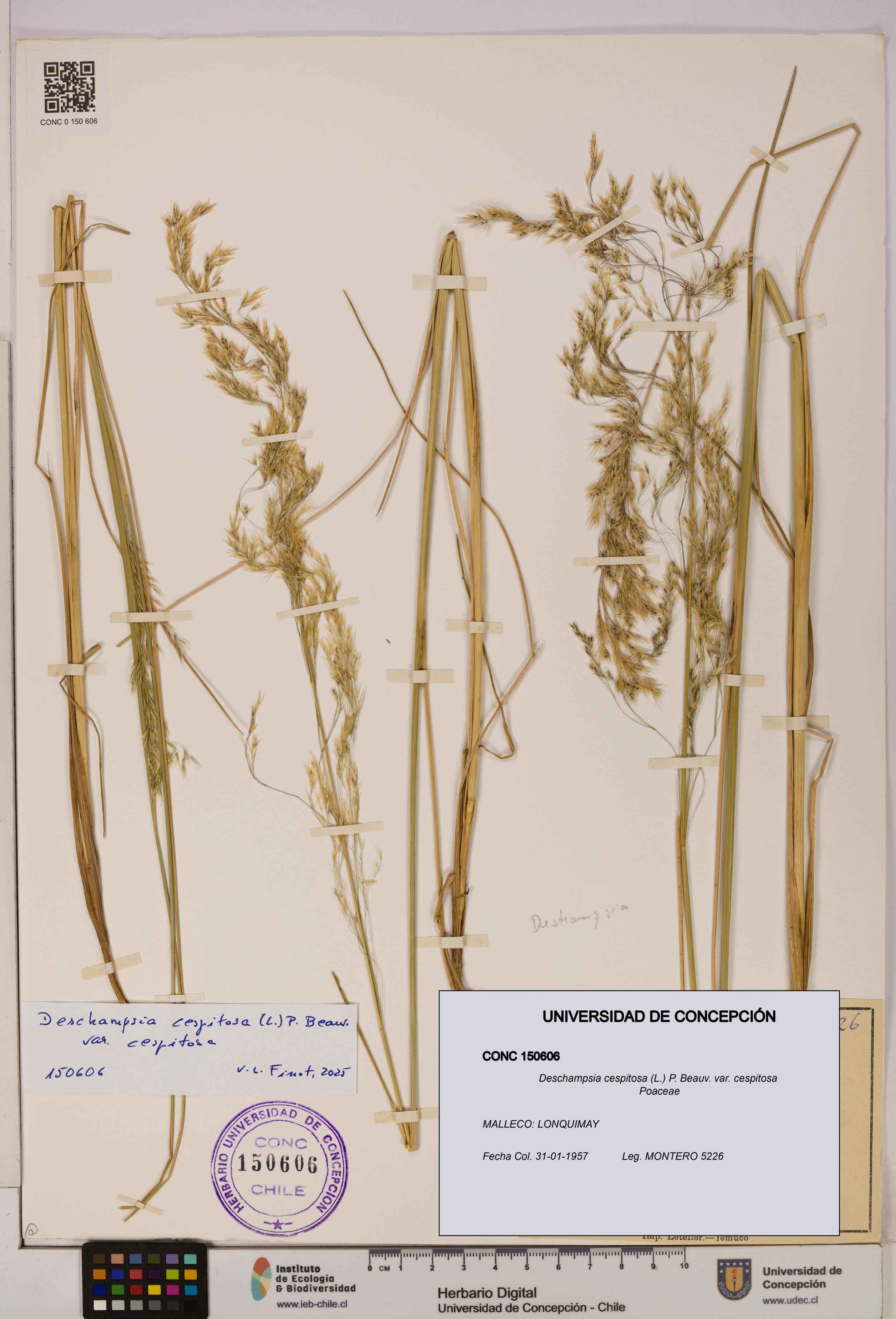 Deschampsia cespitosa var. cespitosa [Espécimen: ]