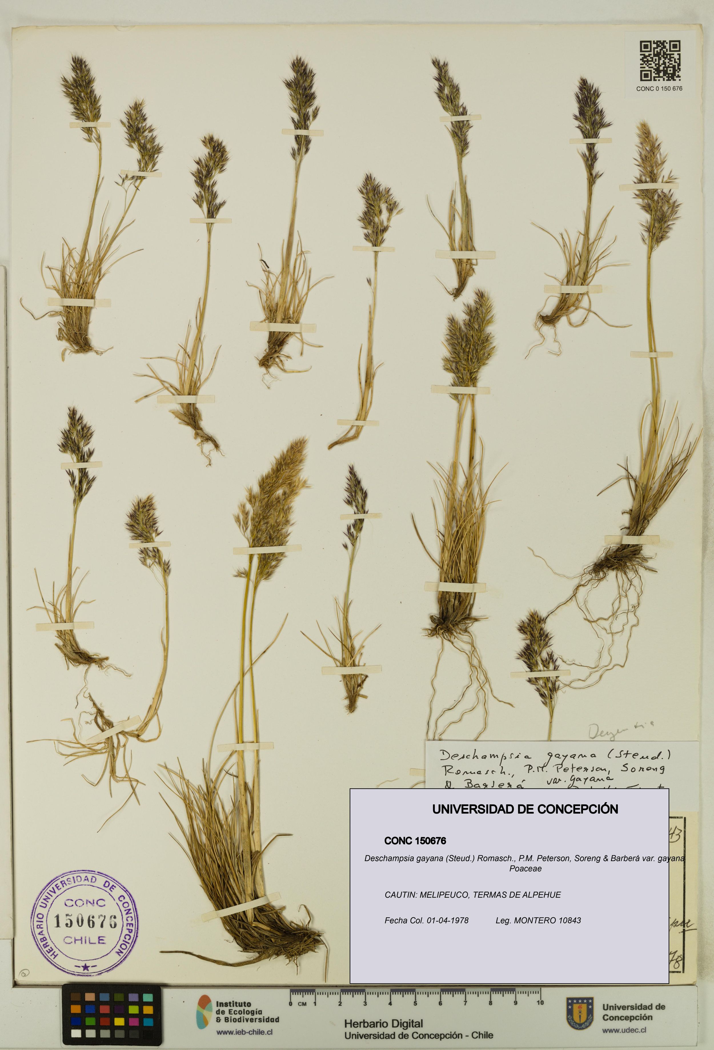 Deschampsia gayana var. gayana [Espécimen: ]