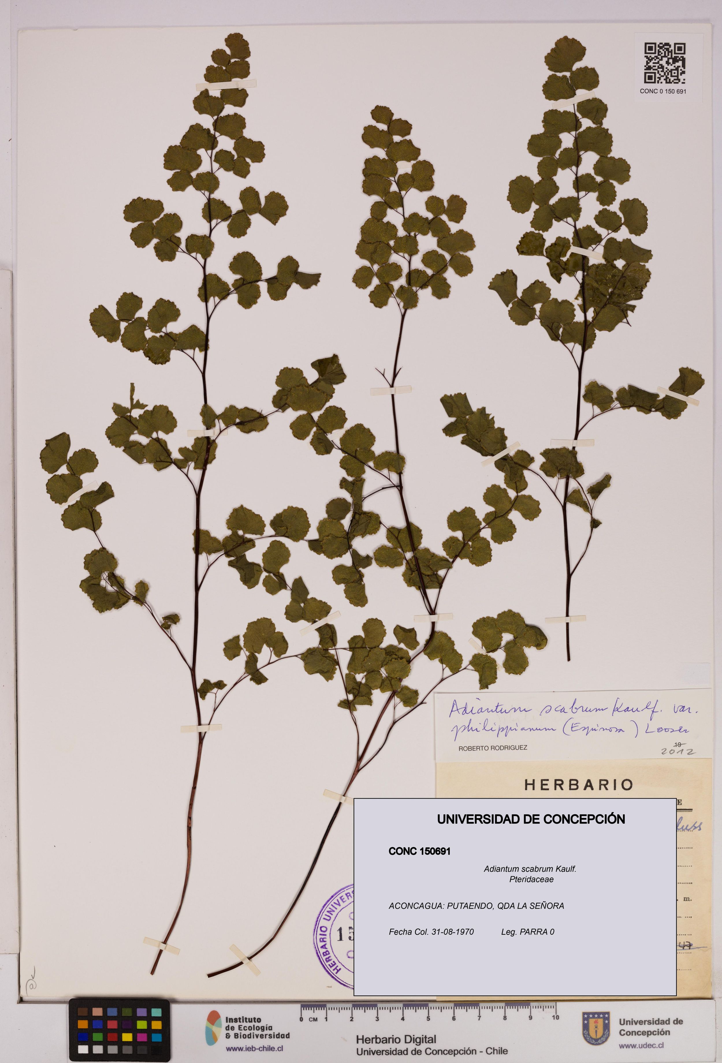 Adiantum scabrum [Espécimen: ]