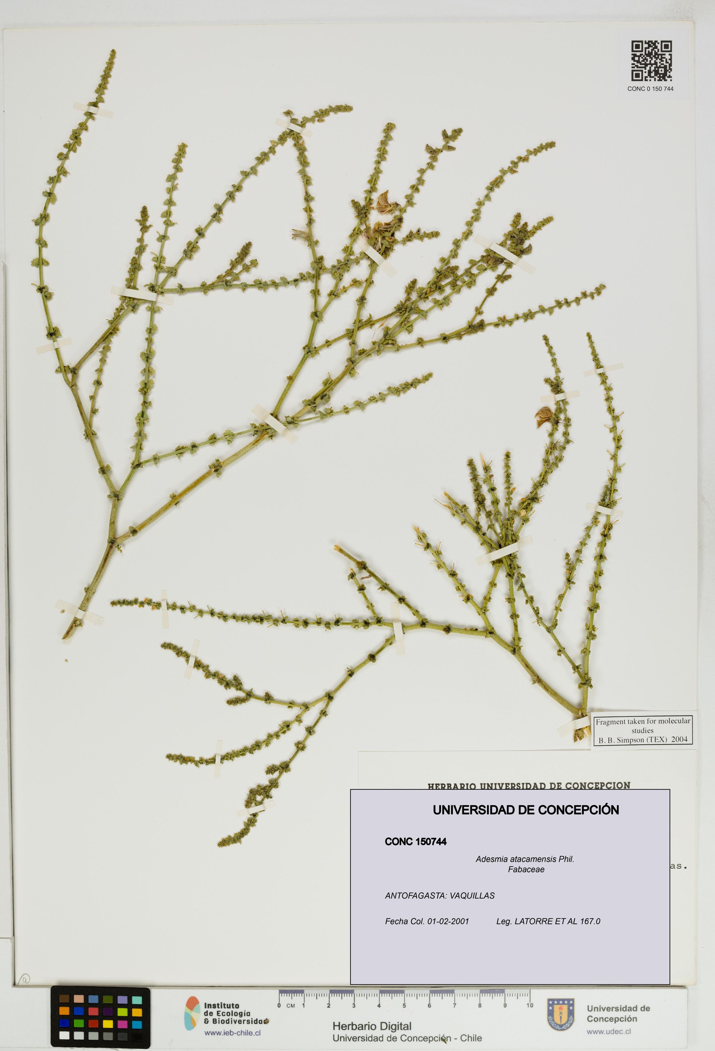 Adesmia atacamensis [Espécimen: ]