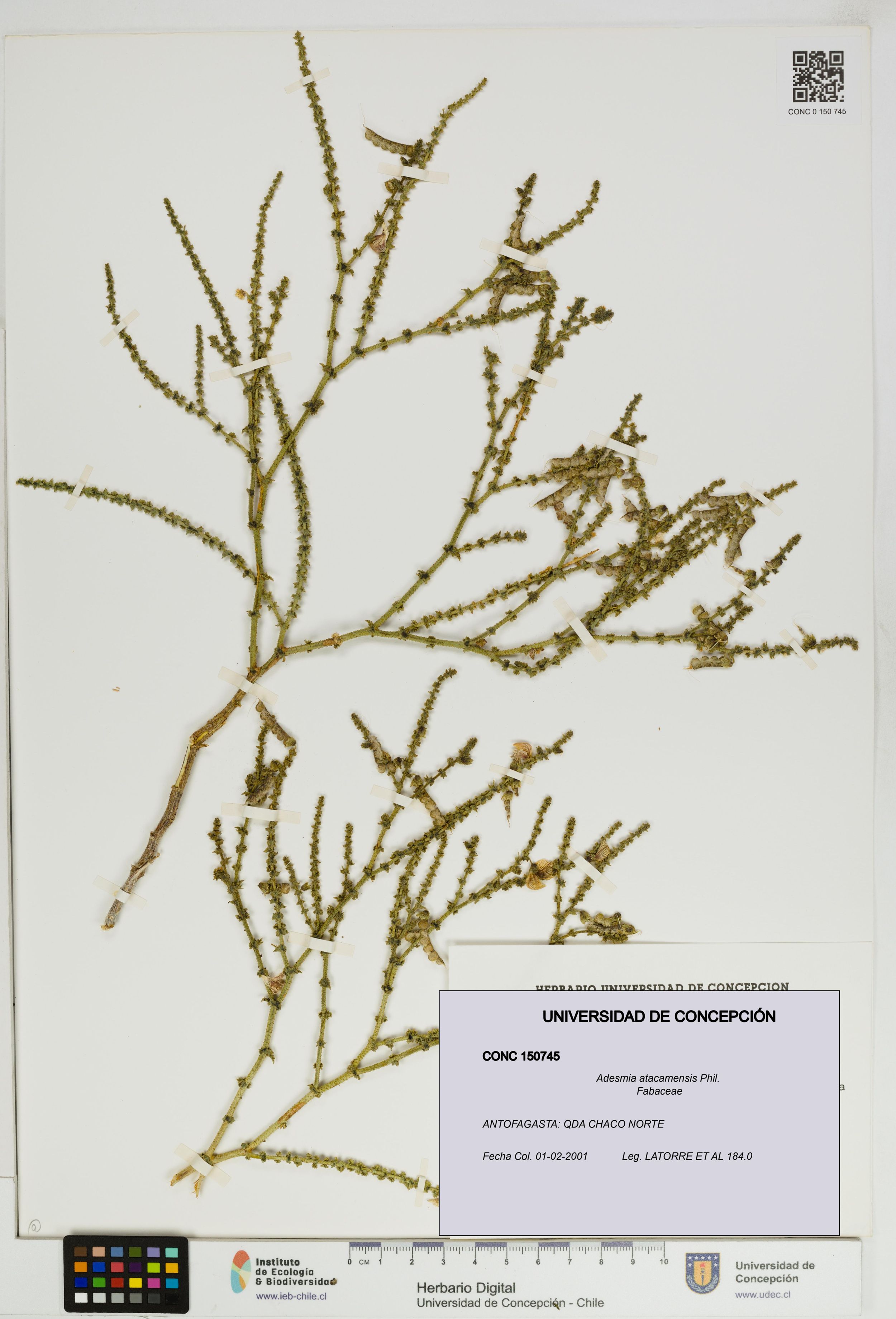 Adesmia atacamensis [Espécimen: ]