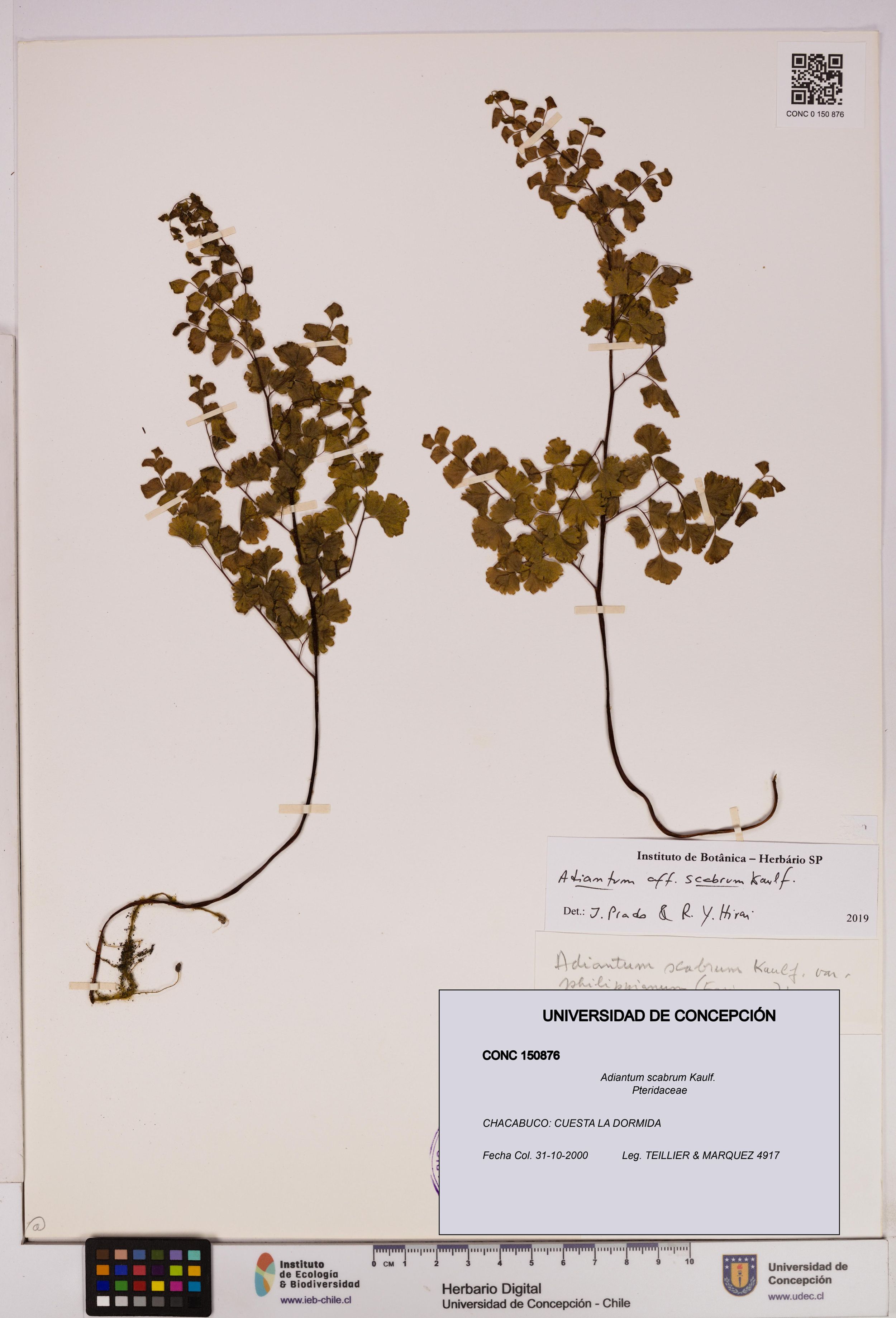 Adiantum scabrum [Espécimen: ]