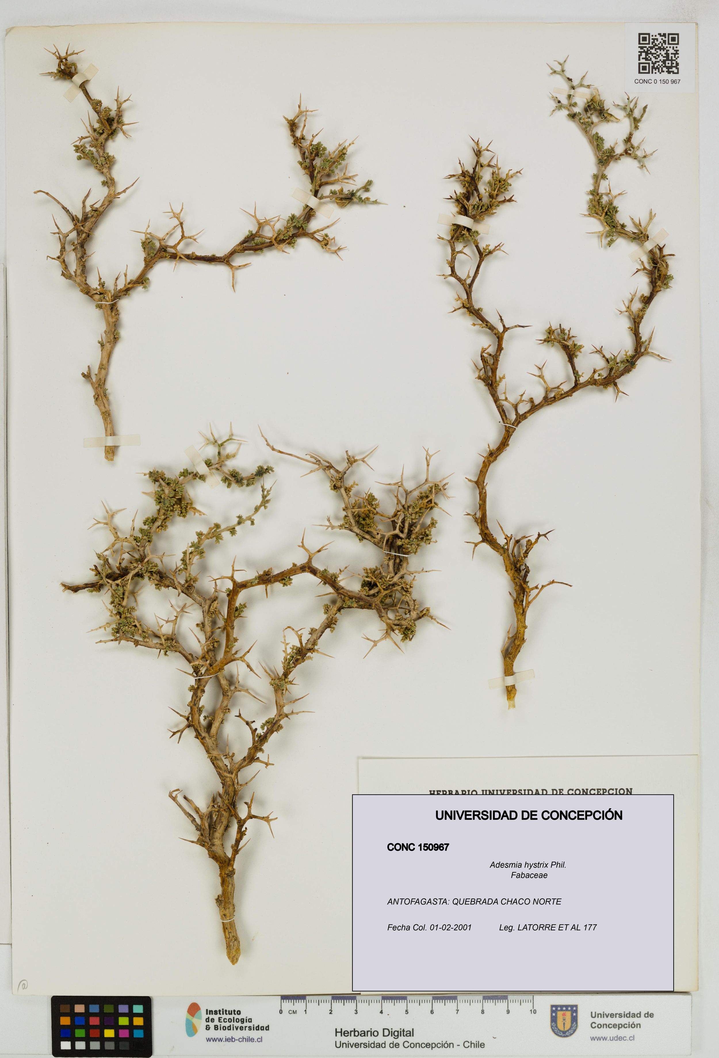 Adesmia hystrix [Espécimen: ]