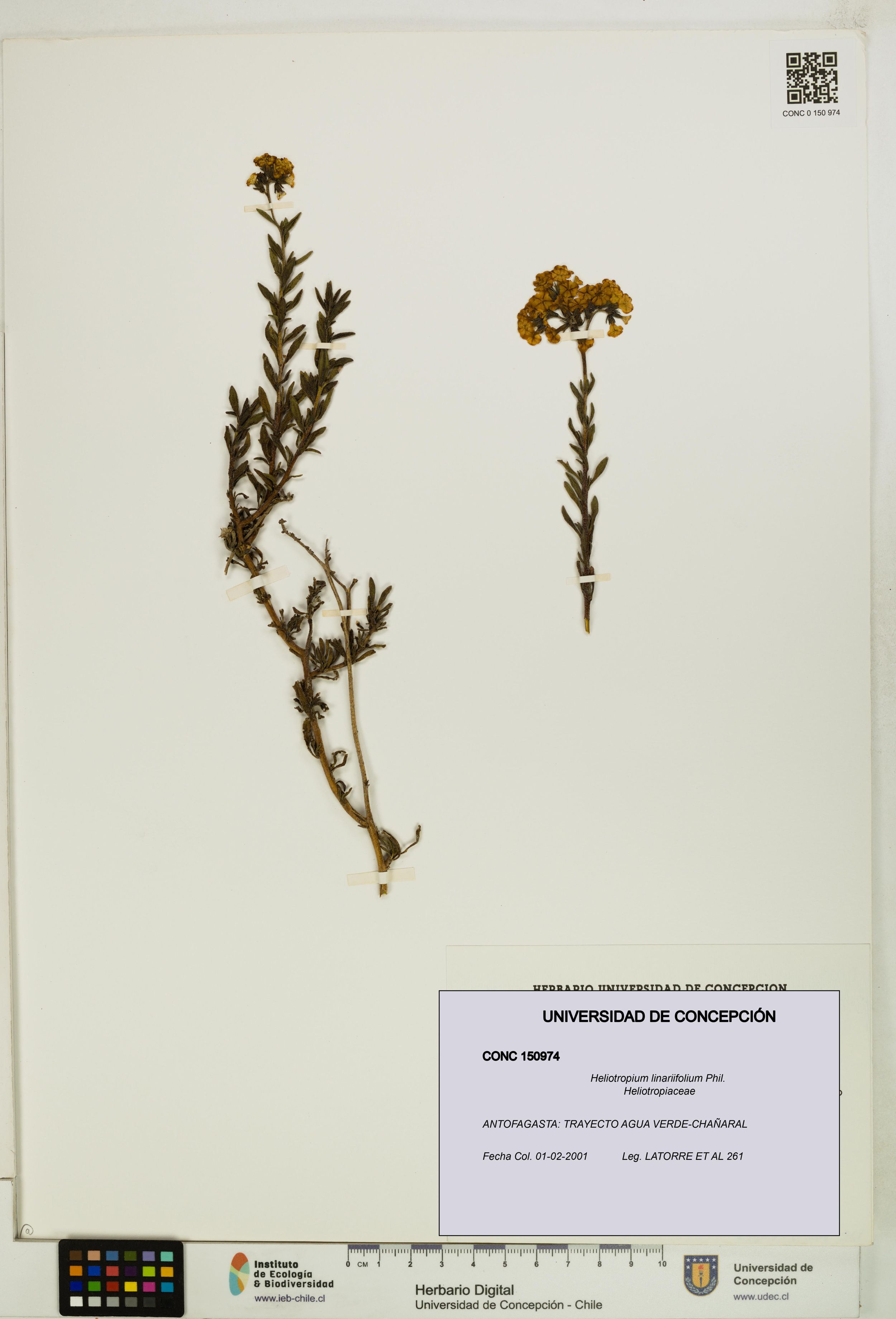 Heliotropium linariifolium [Espécimen: ]