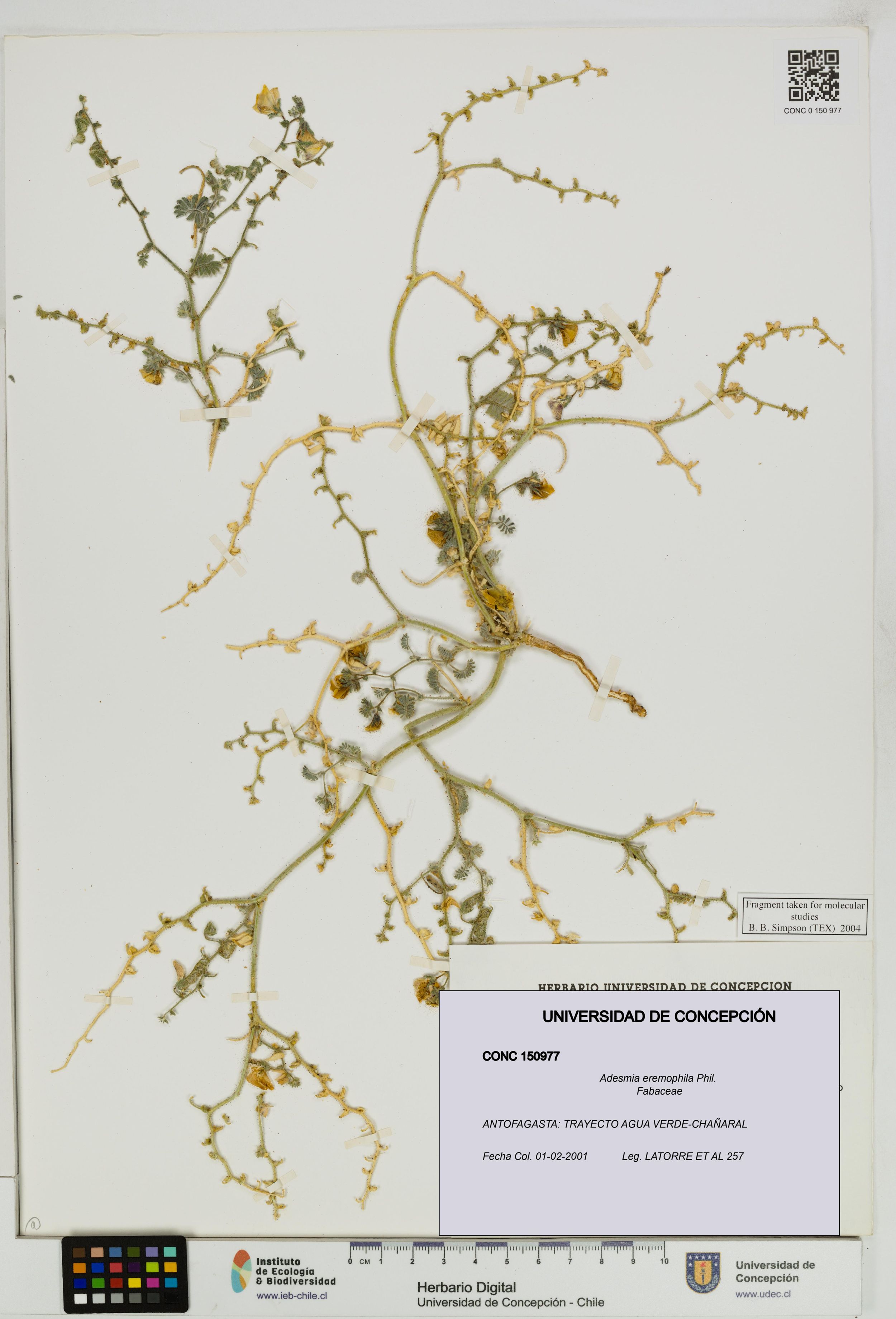Adesmia eremophila [Espécimen: ]