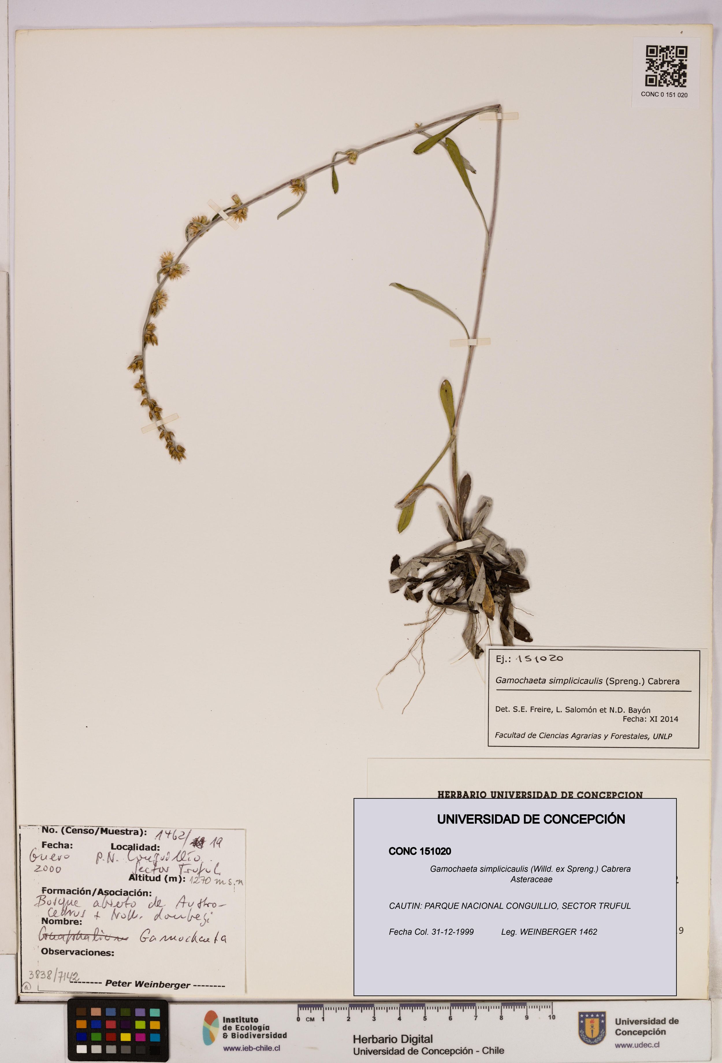Gamochaeta simplicicaulis [Espécimen: ]
