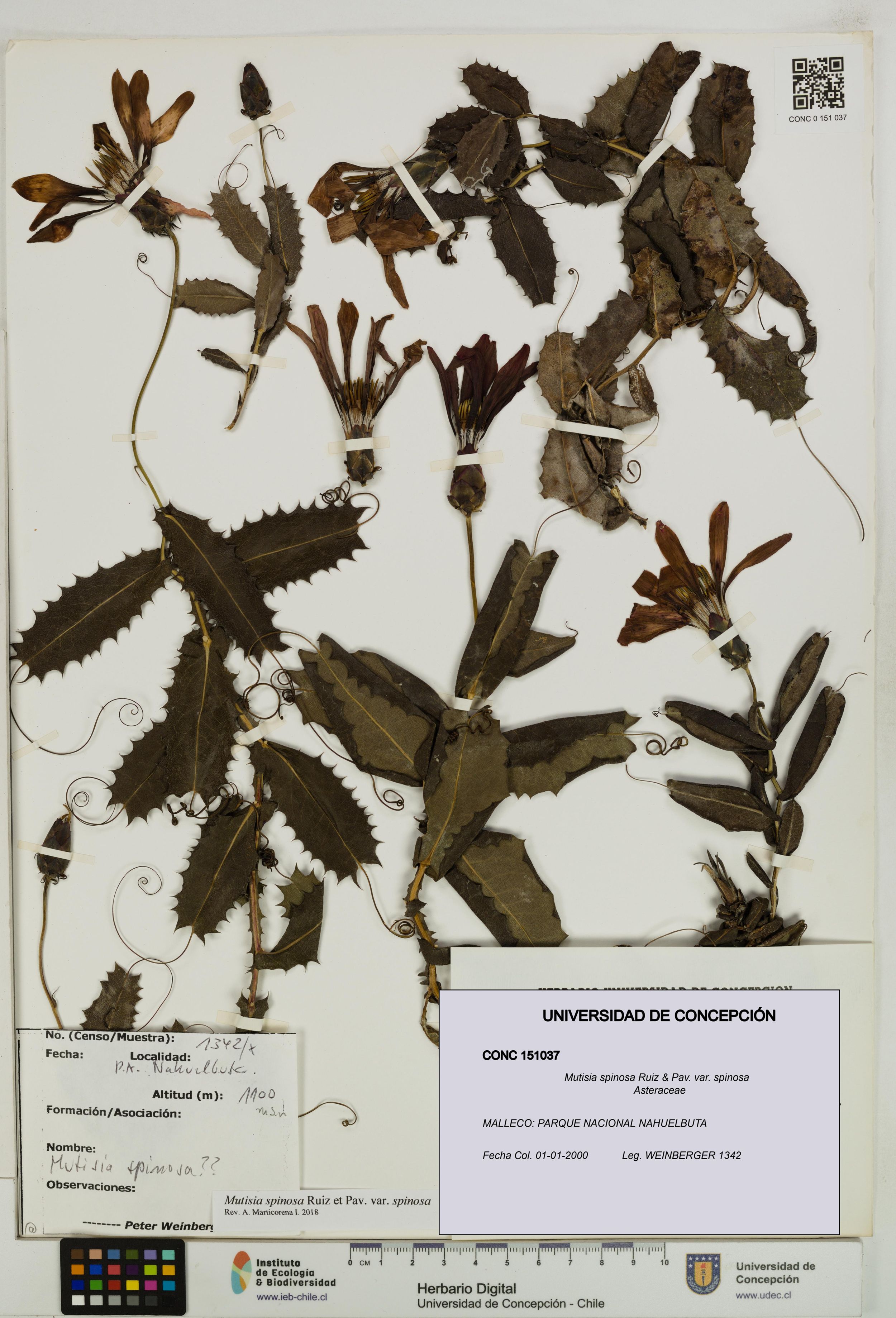 Mutisia spinosa var. spinosa [Espécimen: ]