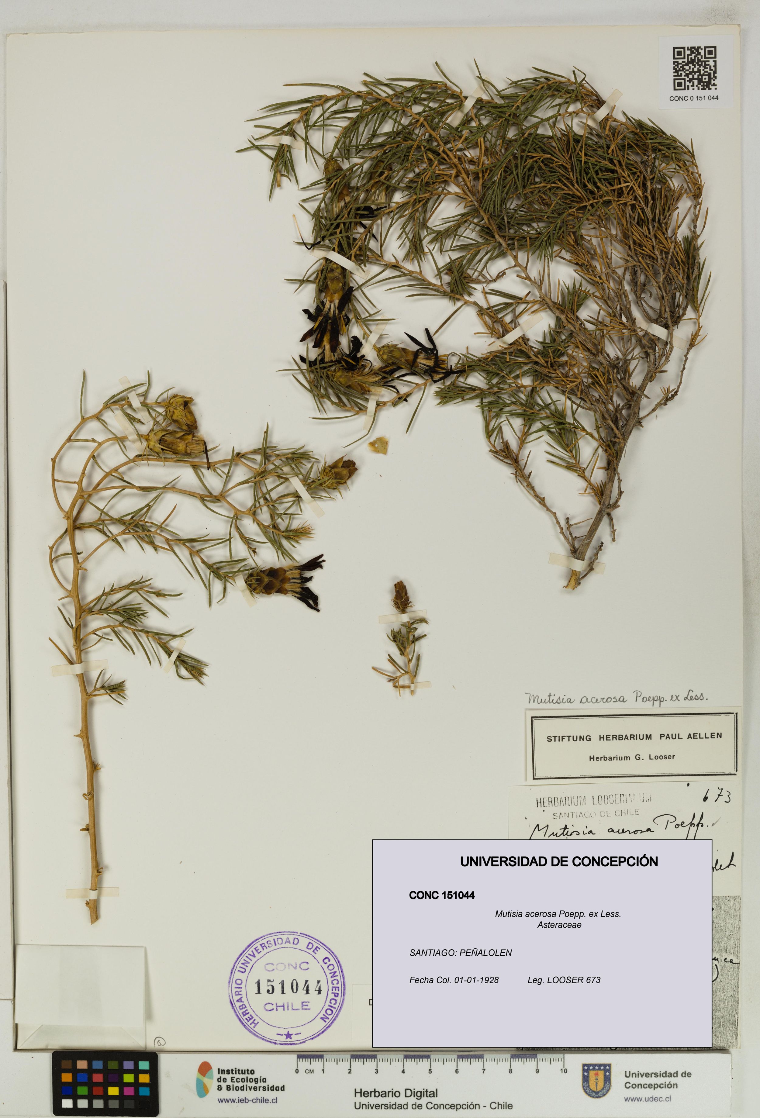 Mutisia acerosa [Espécimen: ]