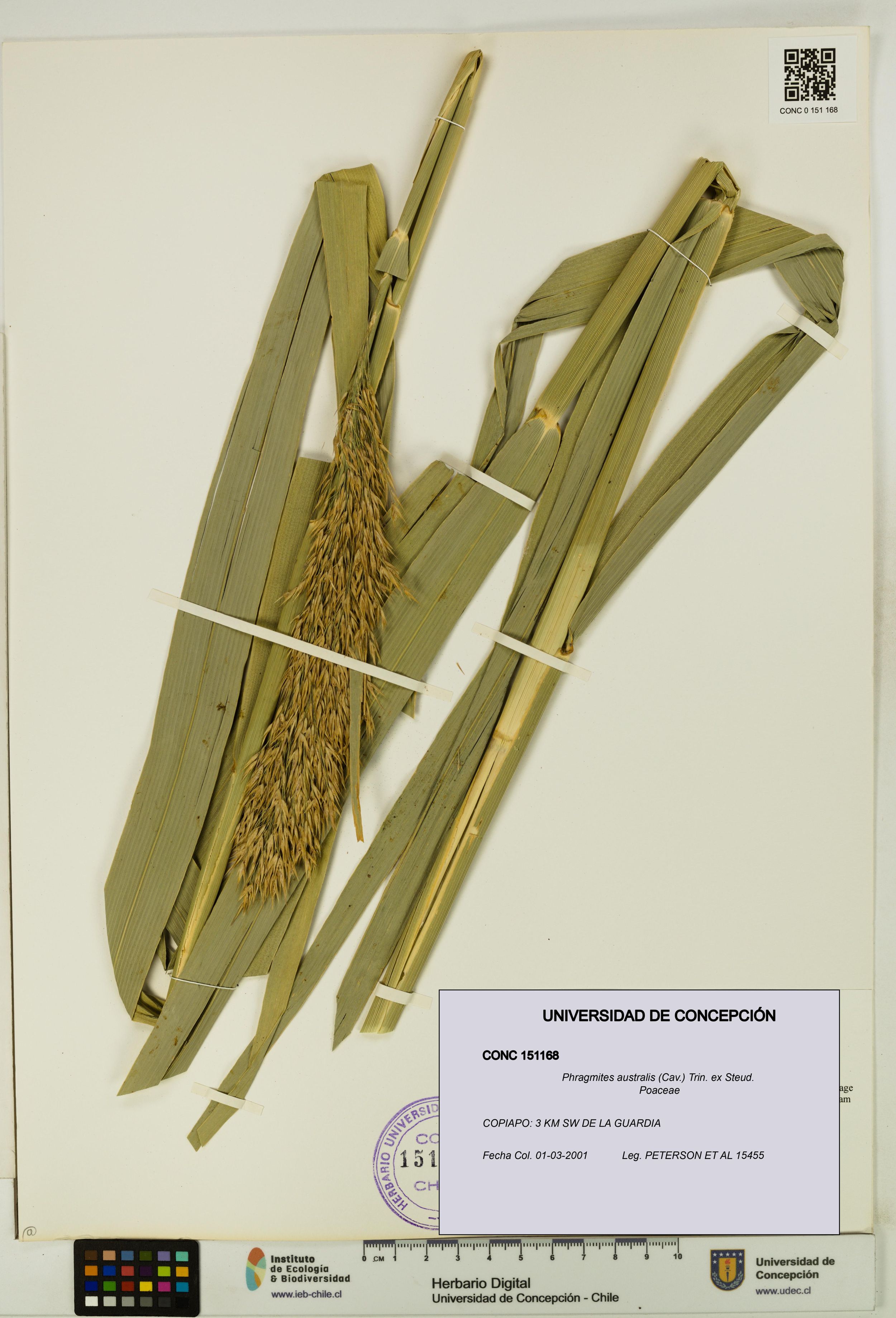 Phragmites australis [Espécimen: ]