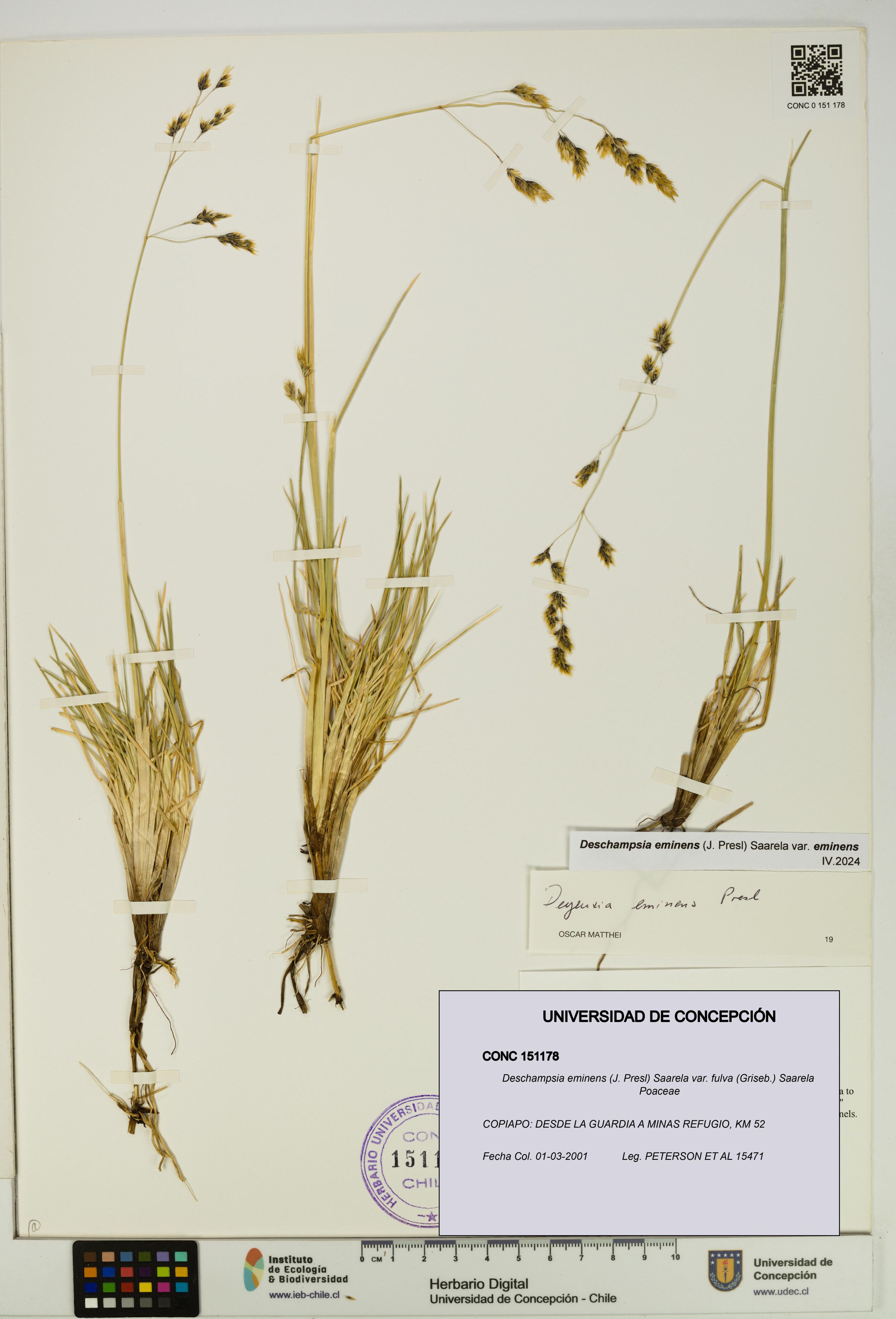 Deschampsia eminens [Espécimen: ]