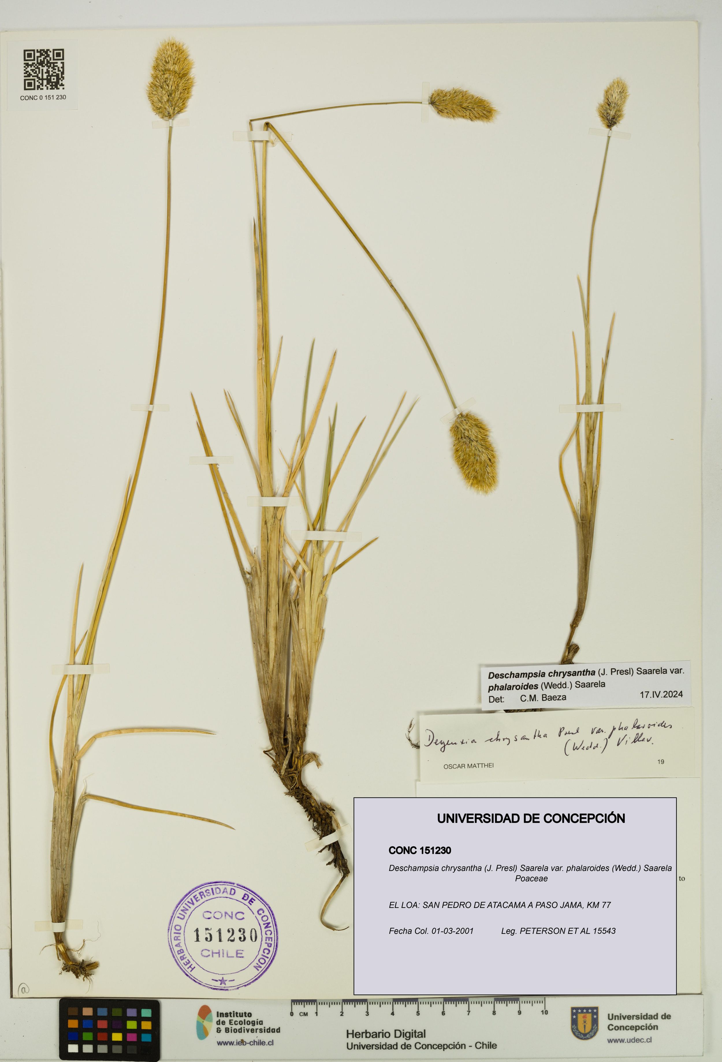 Deschampsia chrysantha var. phalaroides [Espécimen: ]