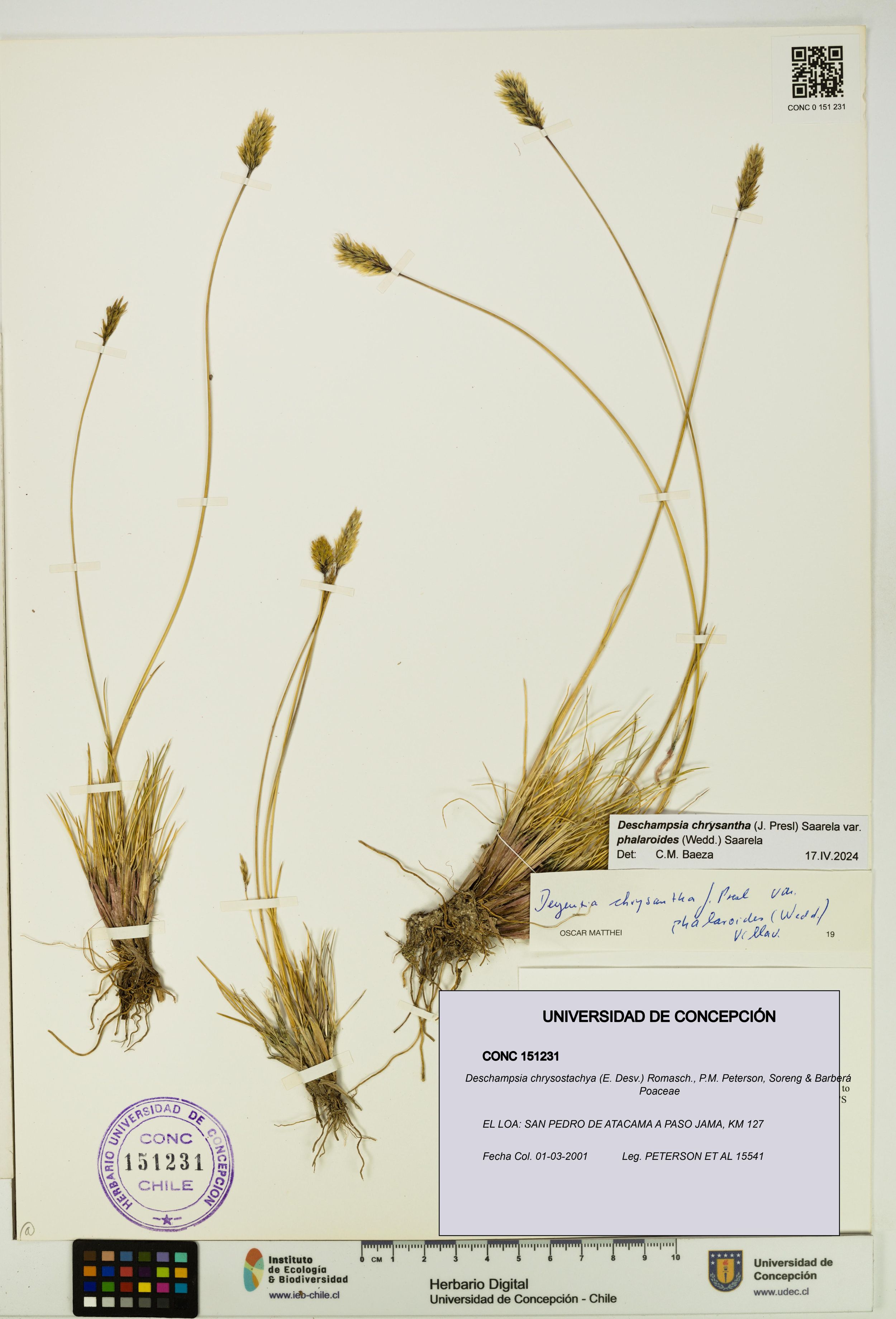 Deschampsia chrysostachya [Espécimen: ]